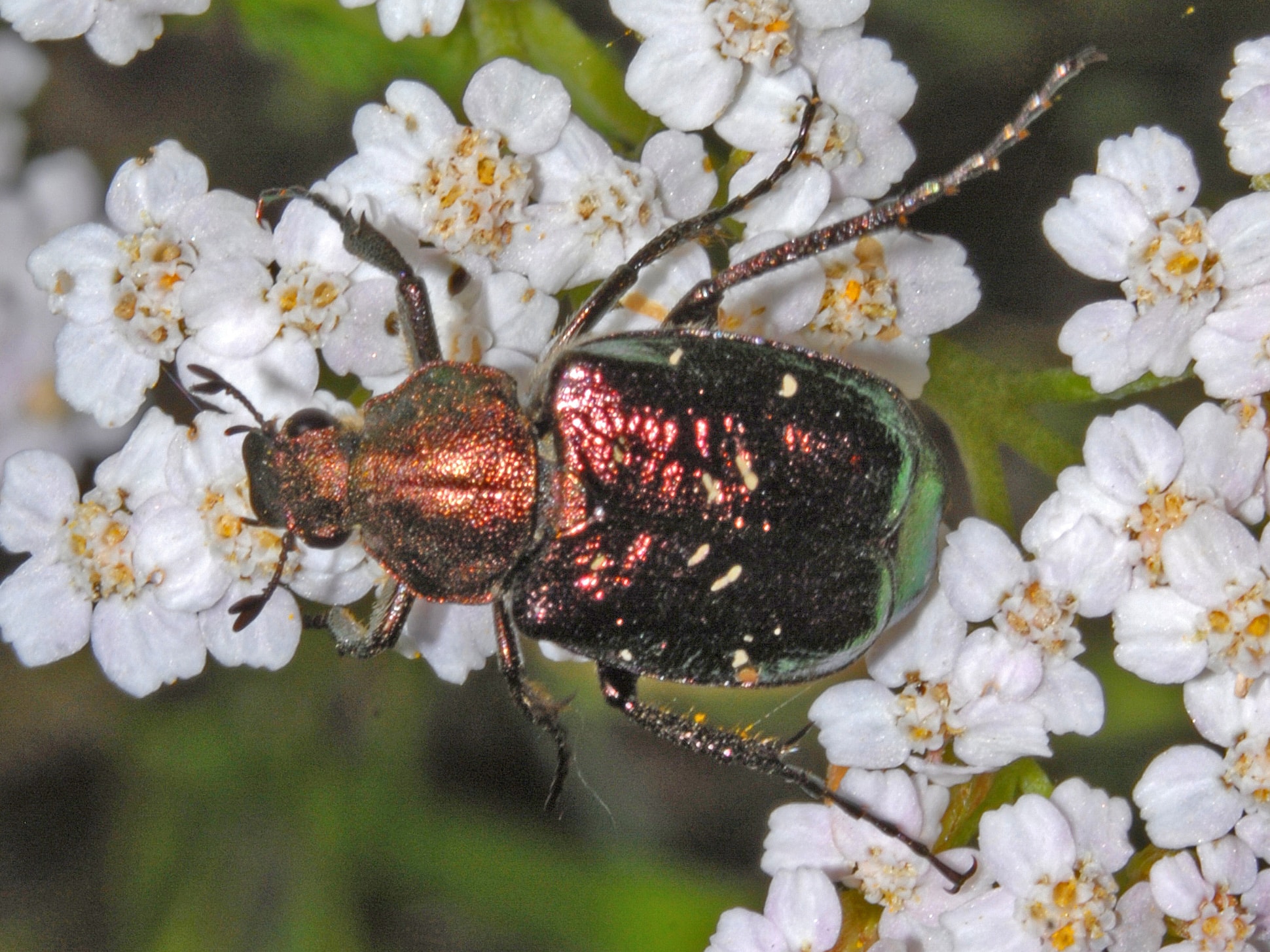 scarabaeidae gnorimus nobilis var. cuprifulgens