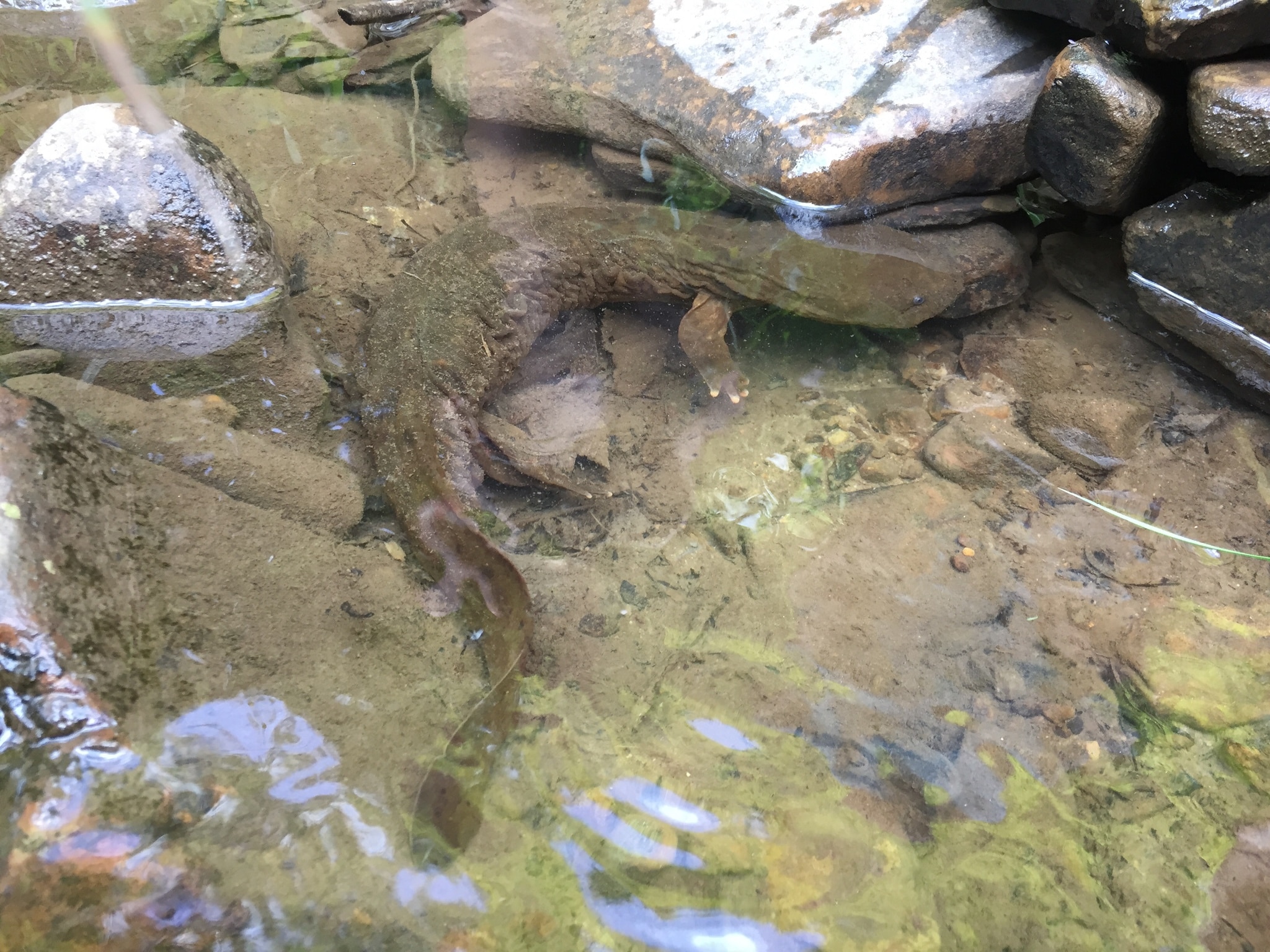 cryptobranchus alleganiensis 22293729 cryptobranchus alleganiensis 22293729