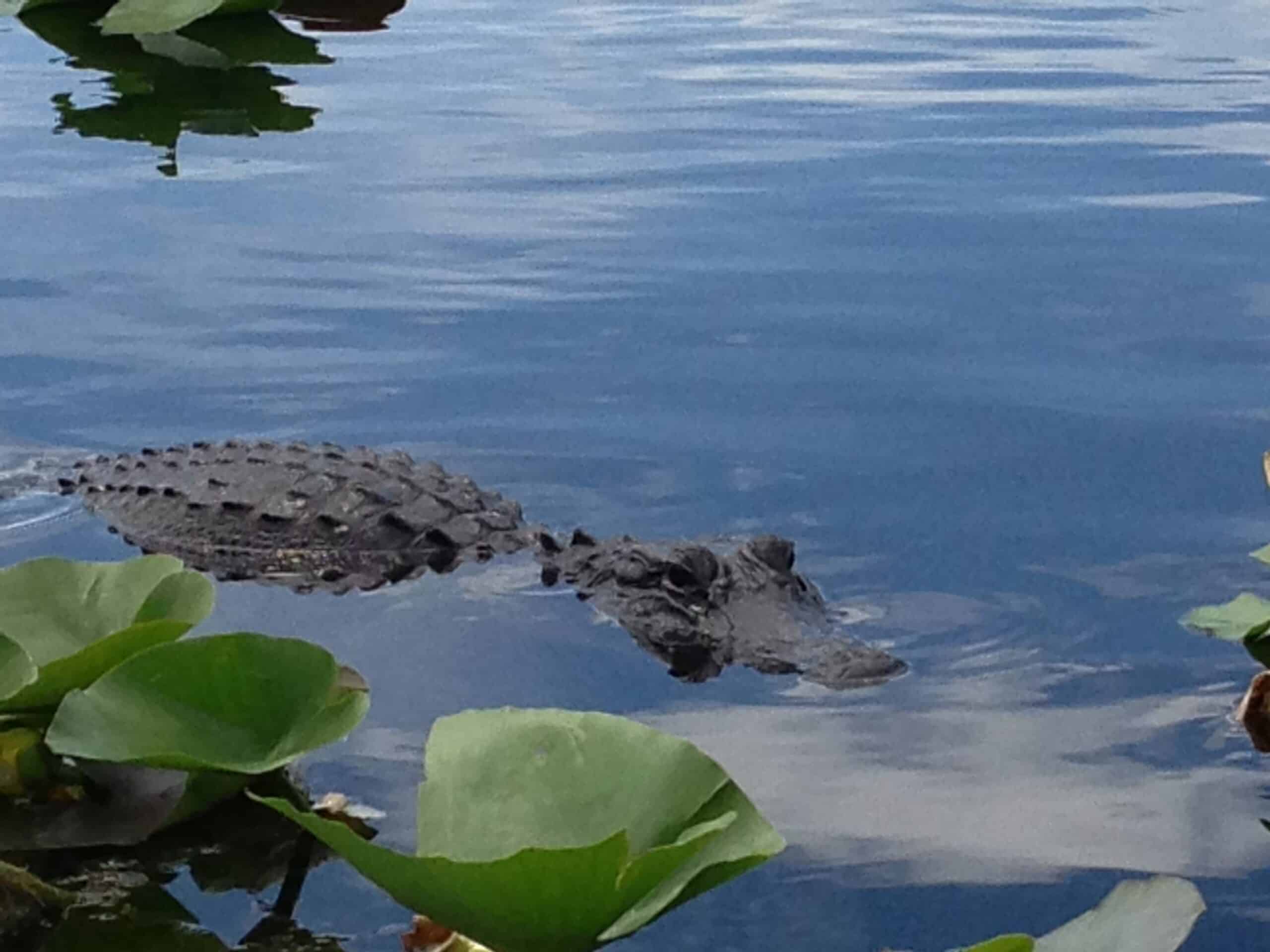 american alligator (alligator mississippiensis), everglades national park, florida, usa 20130830 01