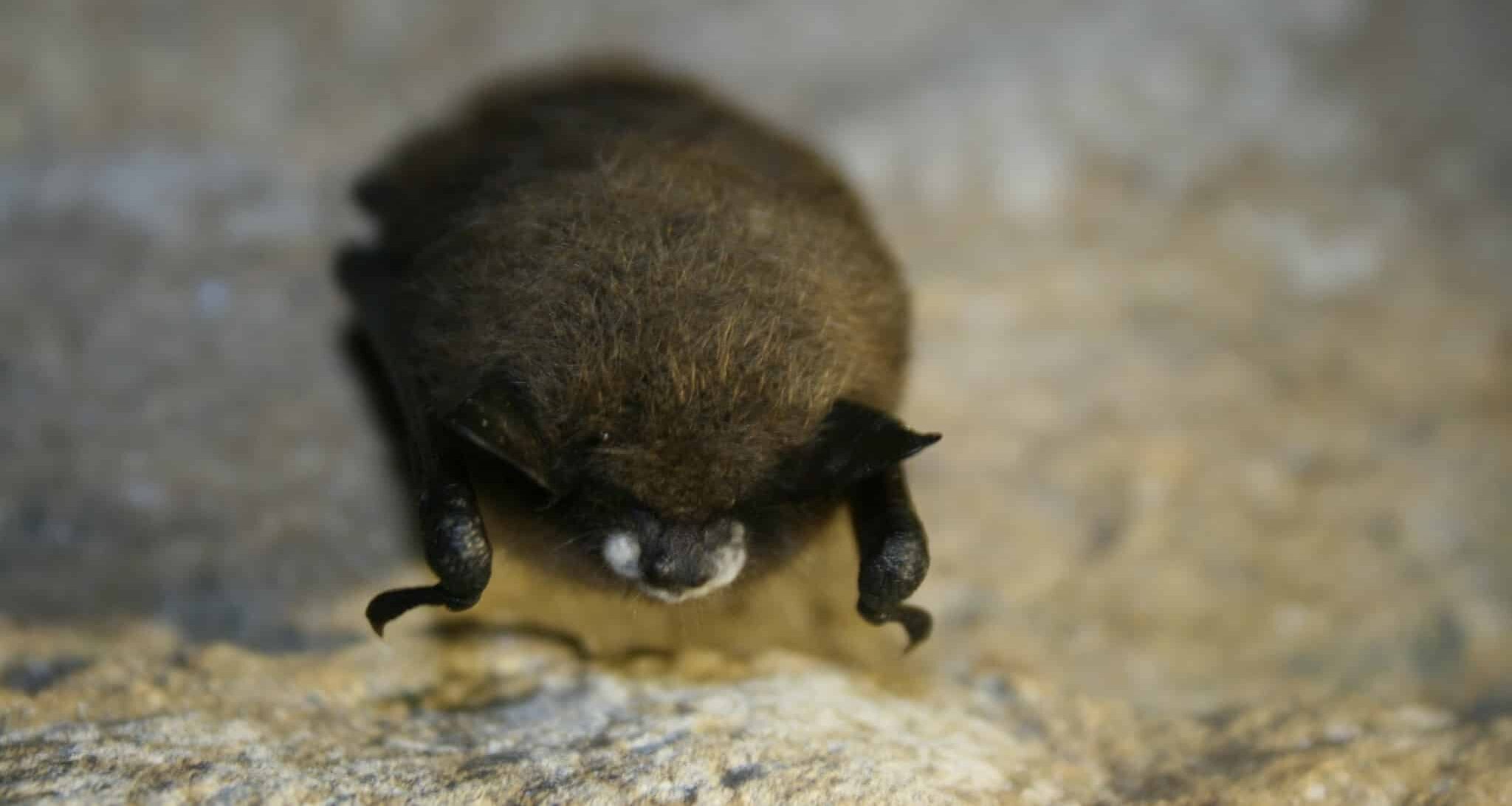 little brown with wns 6904013605 little brown with wns 6904013605 Little Brown Bat