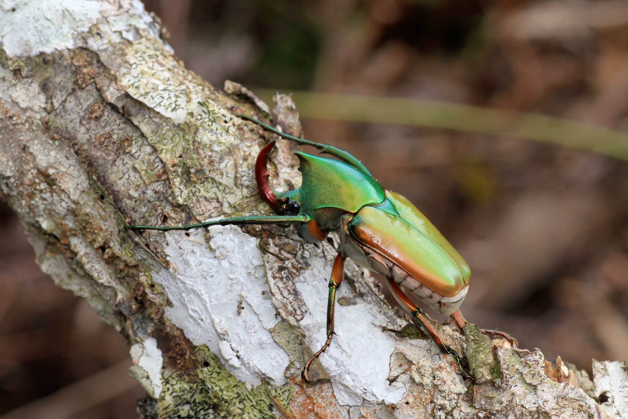 file:theodosia chewi (scarabaeidae cetoniinae phaedimini) (36051100766).jpg