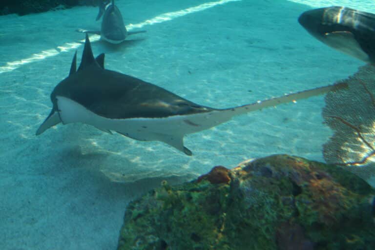 freshwater sawfish aquarium of the pacific