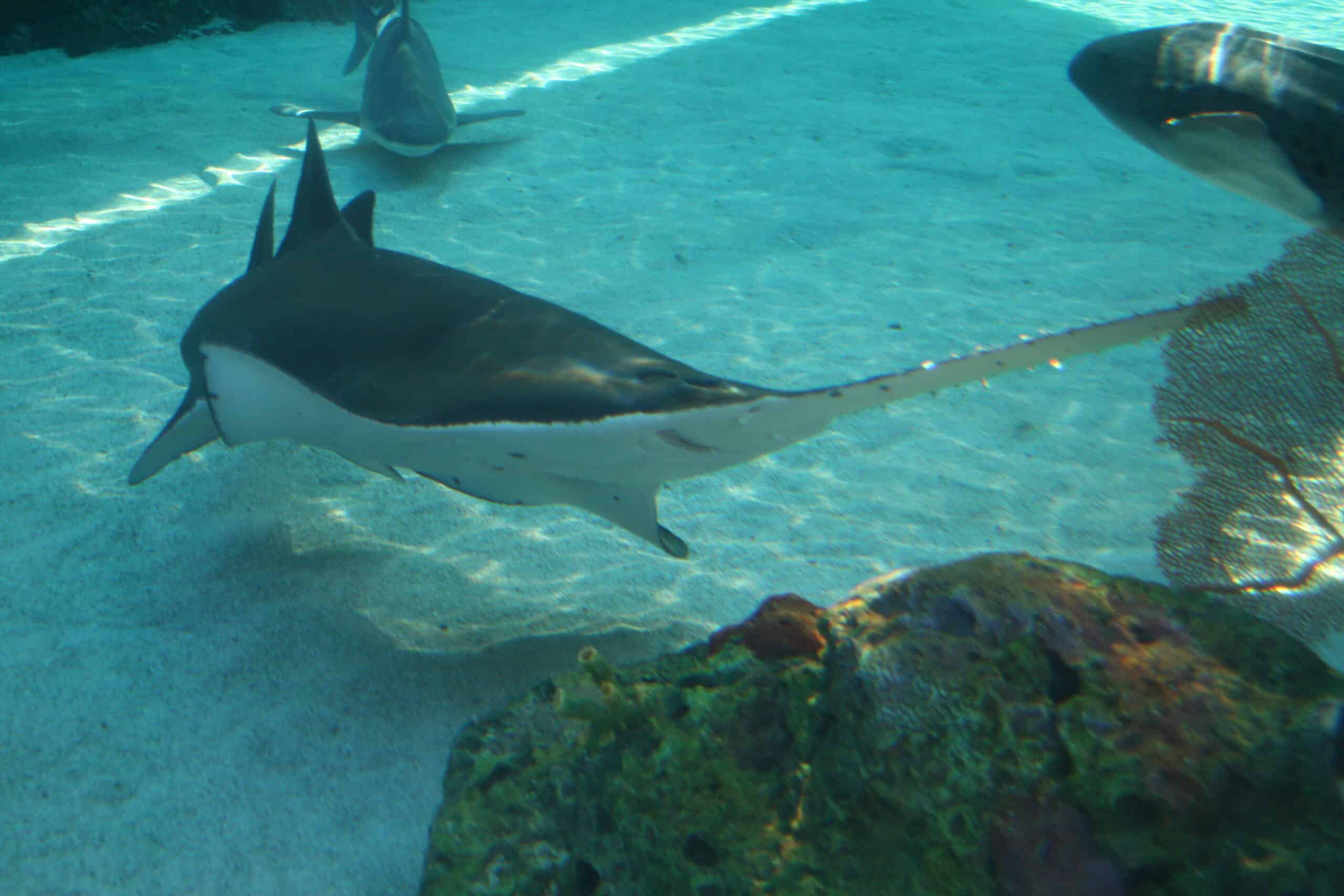 freshwater sawfish aquarium of the pacific