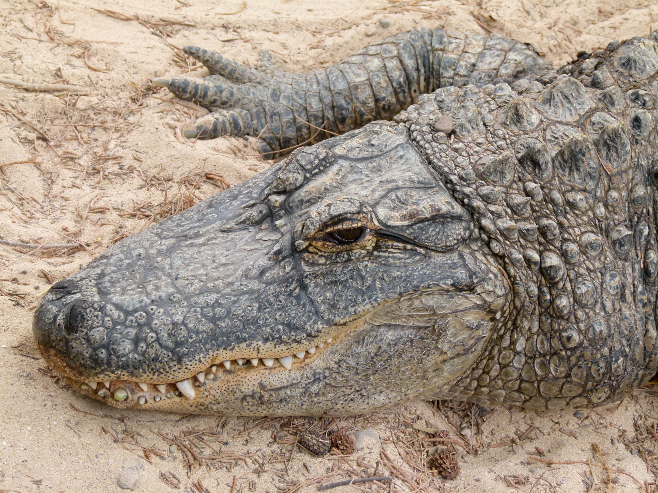 alligator mississippiensis oasis park 13