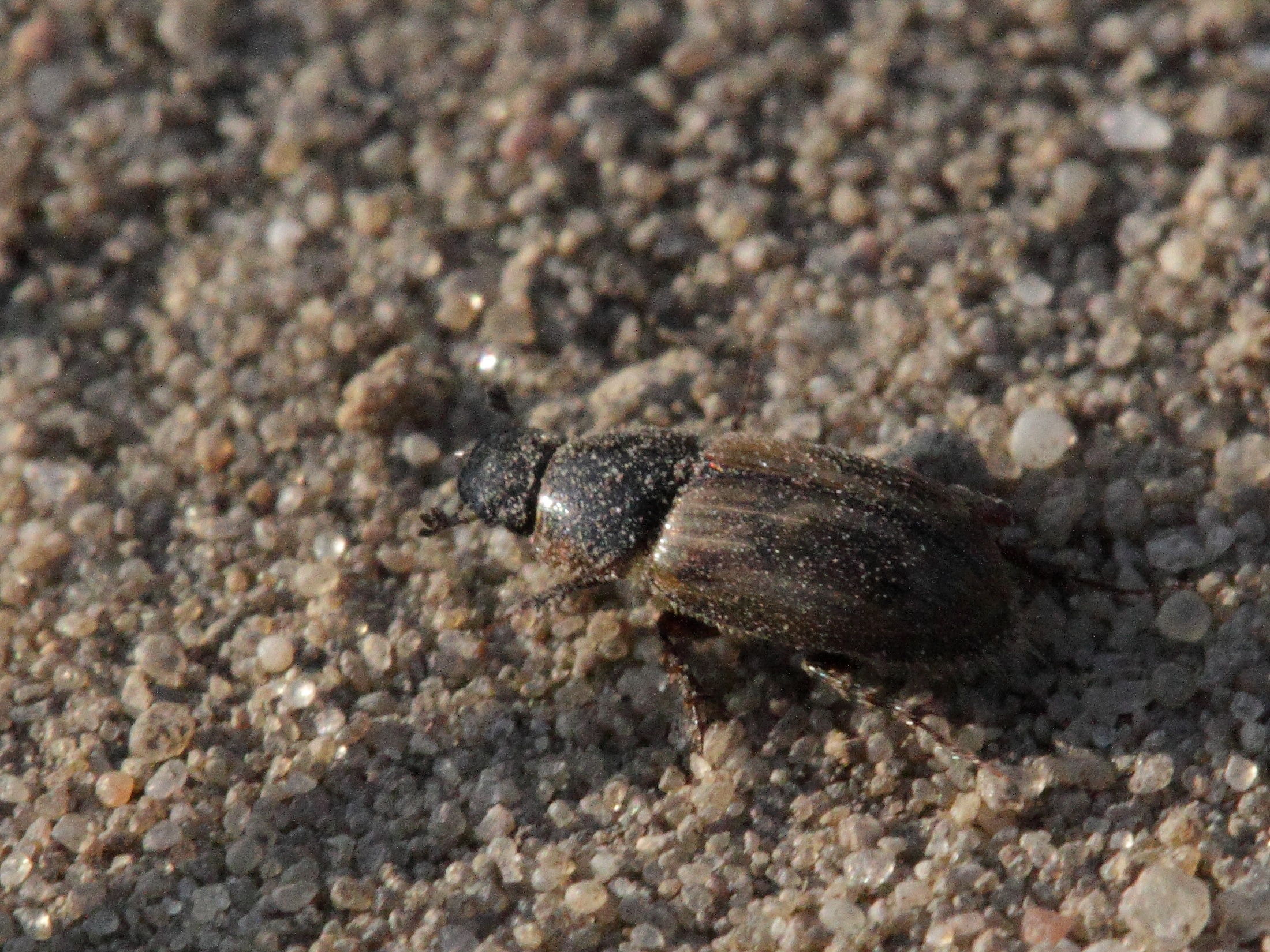 file:amphion prodromus ? (scarabaeidae aphodiinae) (9784949794).jpg