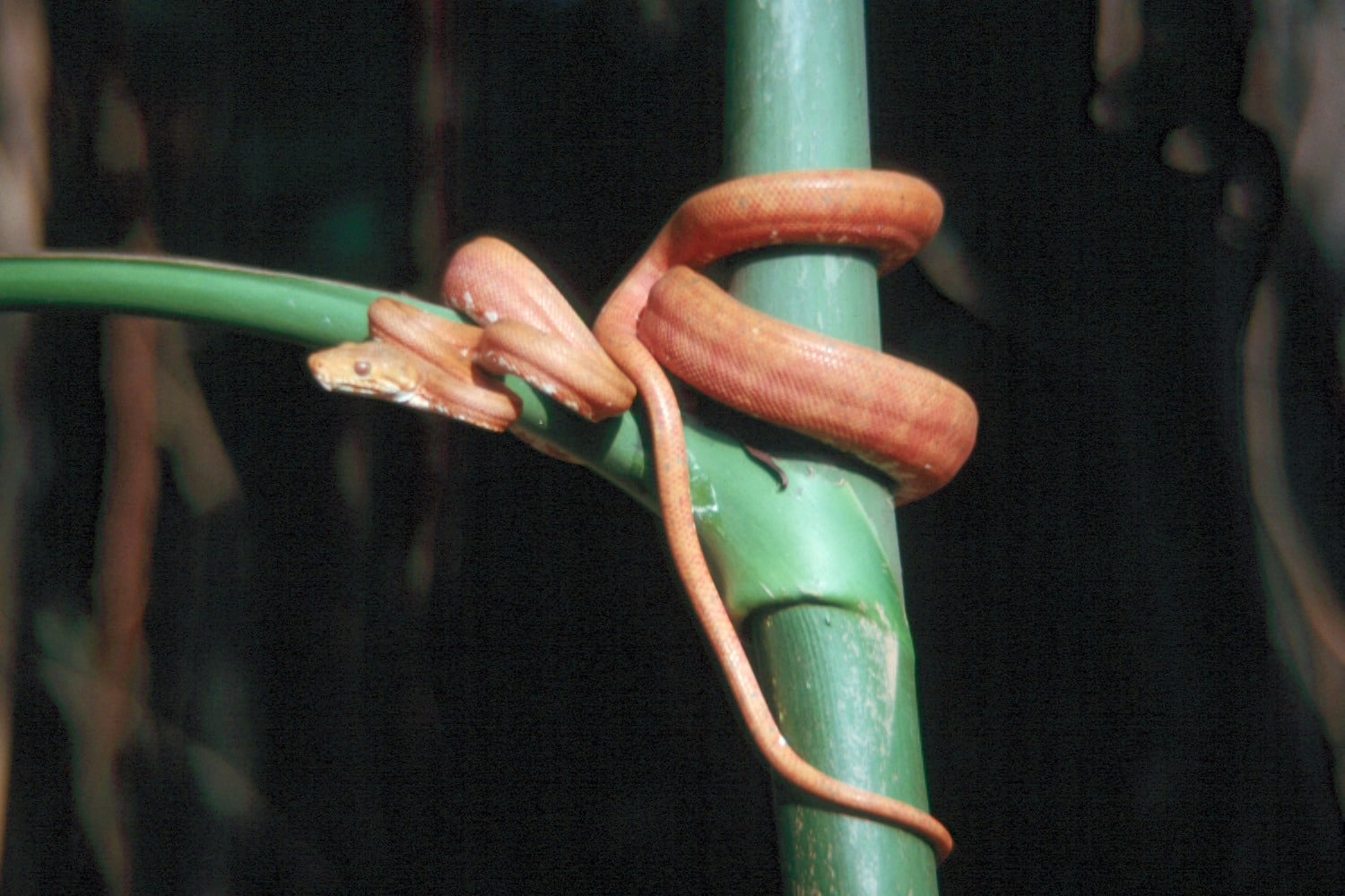 cook’s tree boa coiled in tree