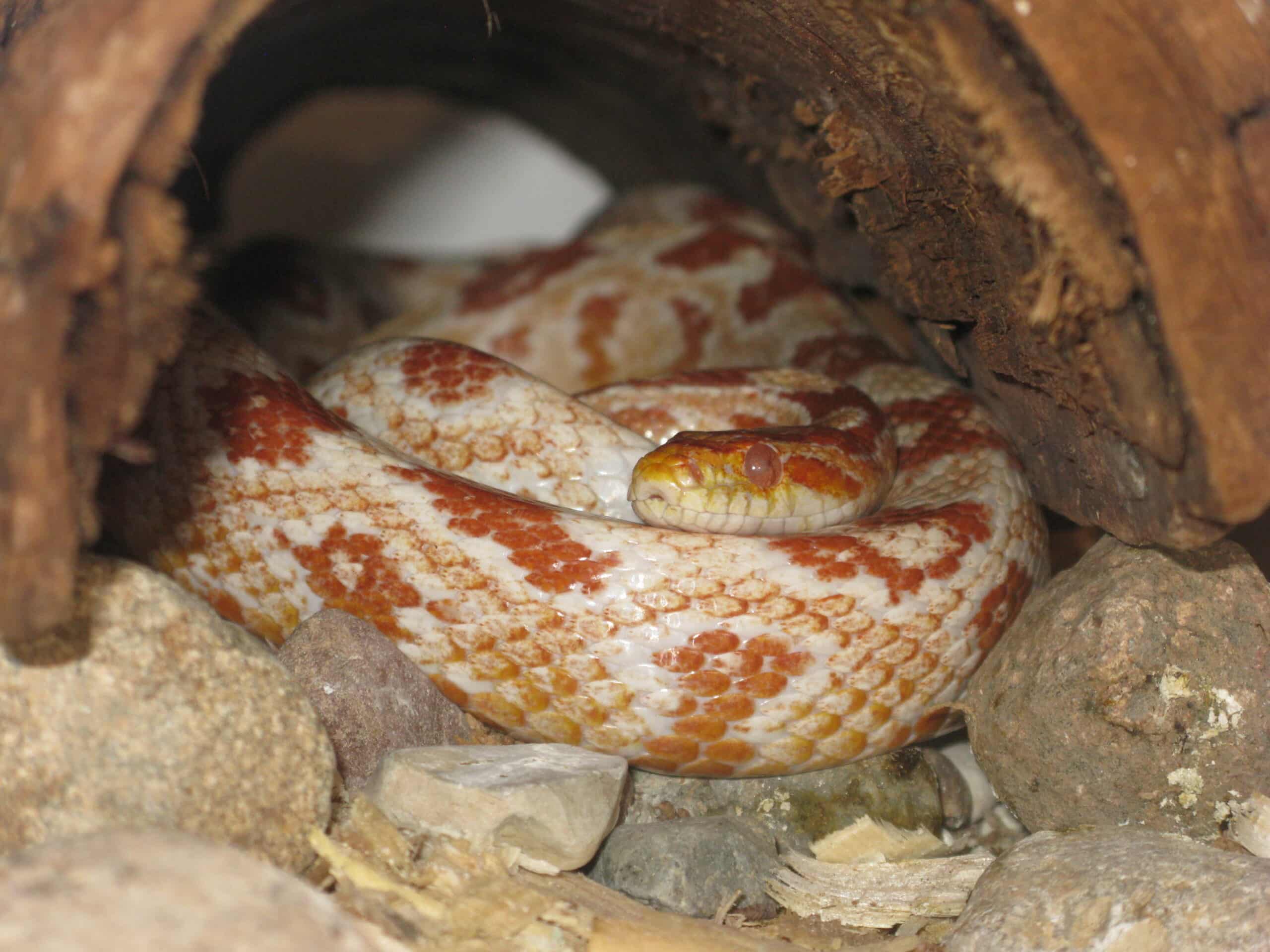 albinism pantherophis guttatus