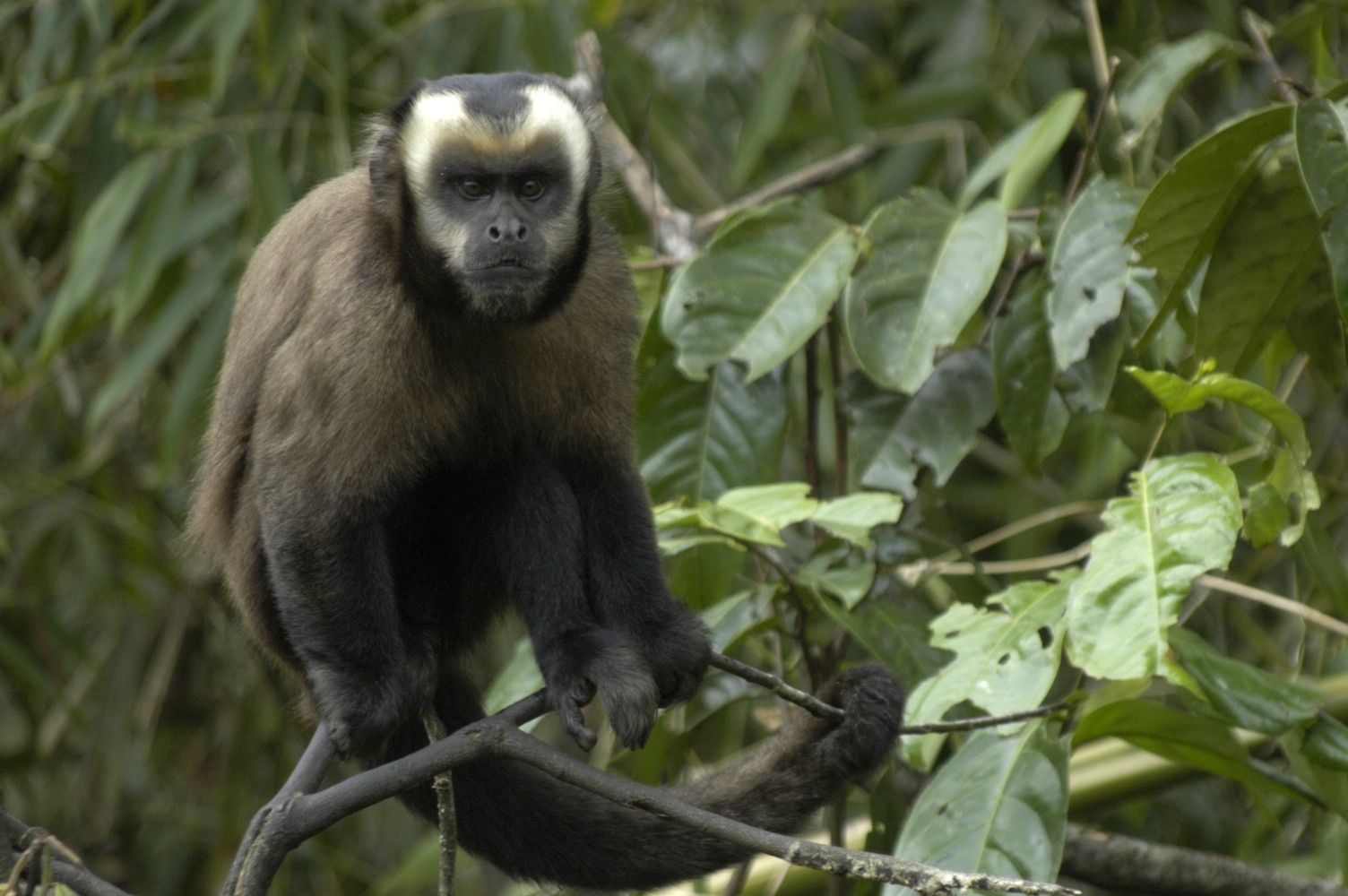 large headed capuchin (sapajus macrocephalus) 3