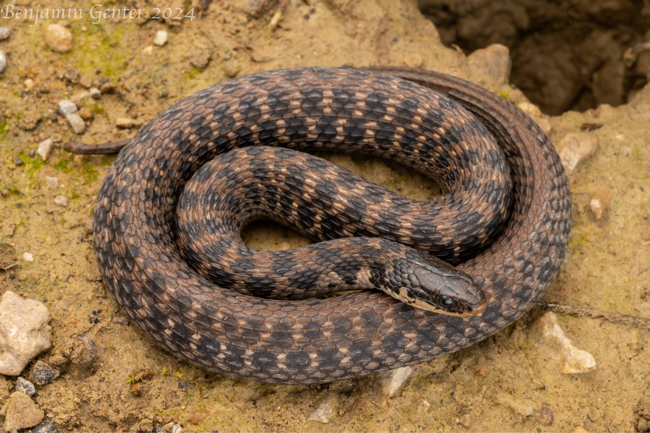 kirtland’s snake (clonophis kirtlandii) kirtland’s snake (clonophis kirtlandii)