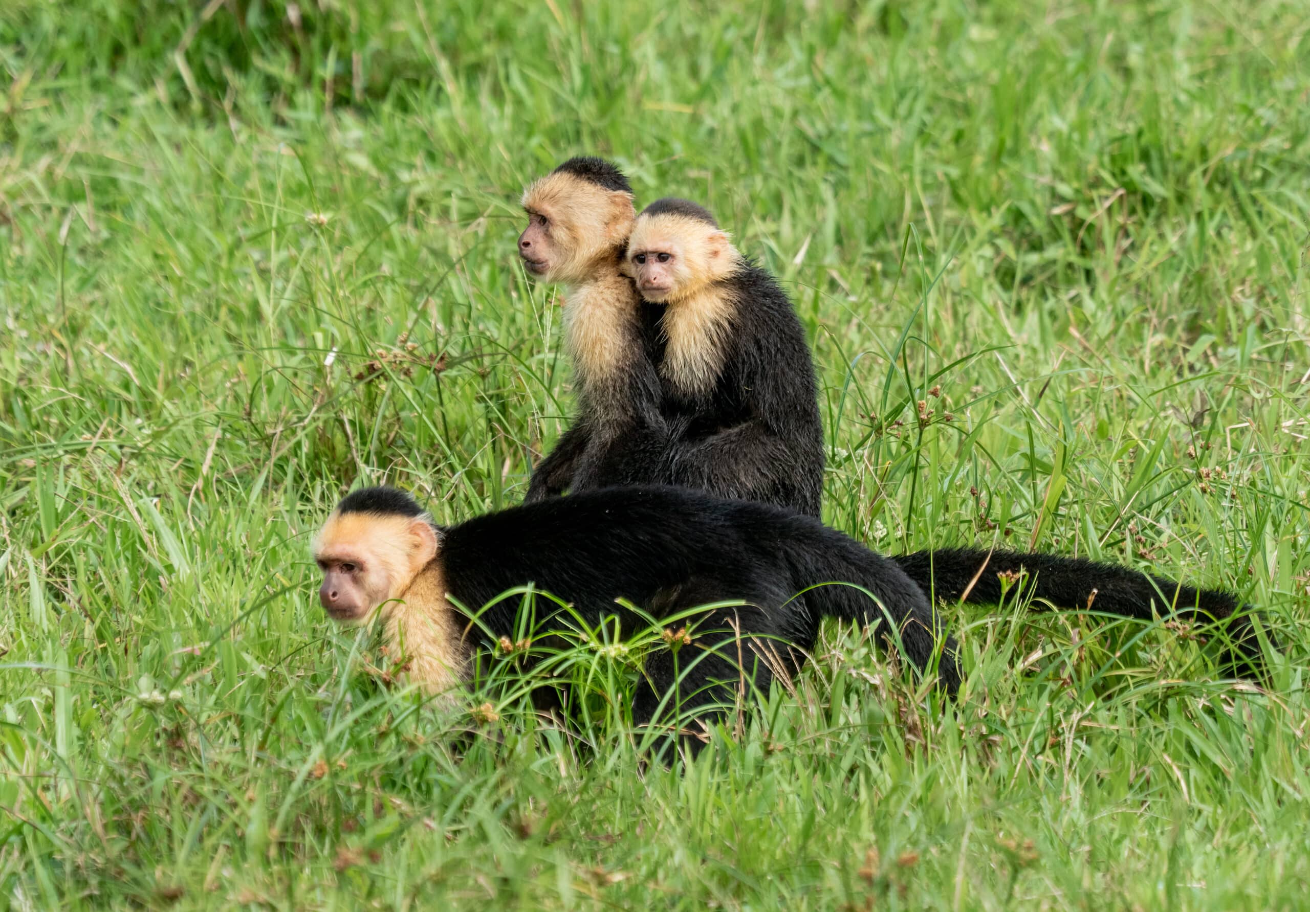 panamanian white faced capuchins (81622)2
