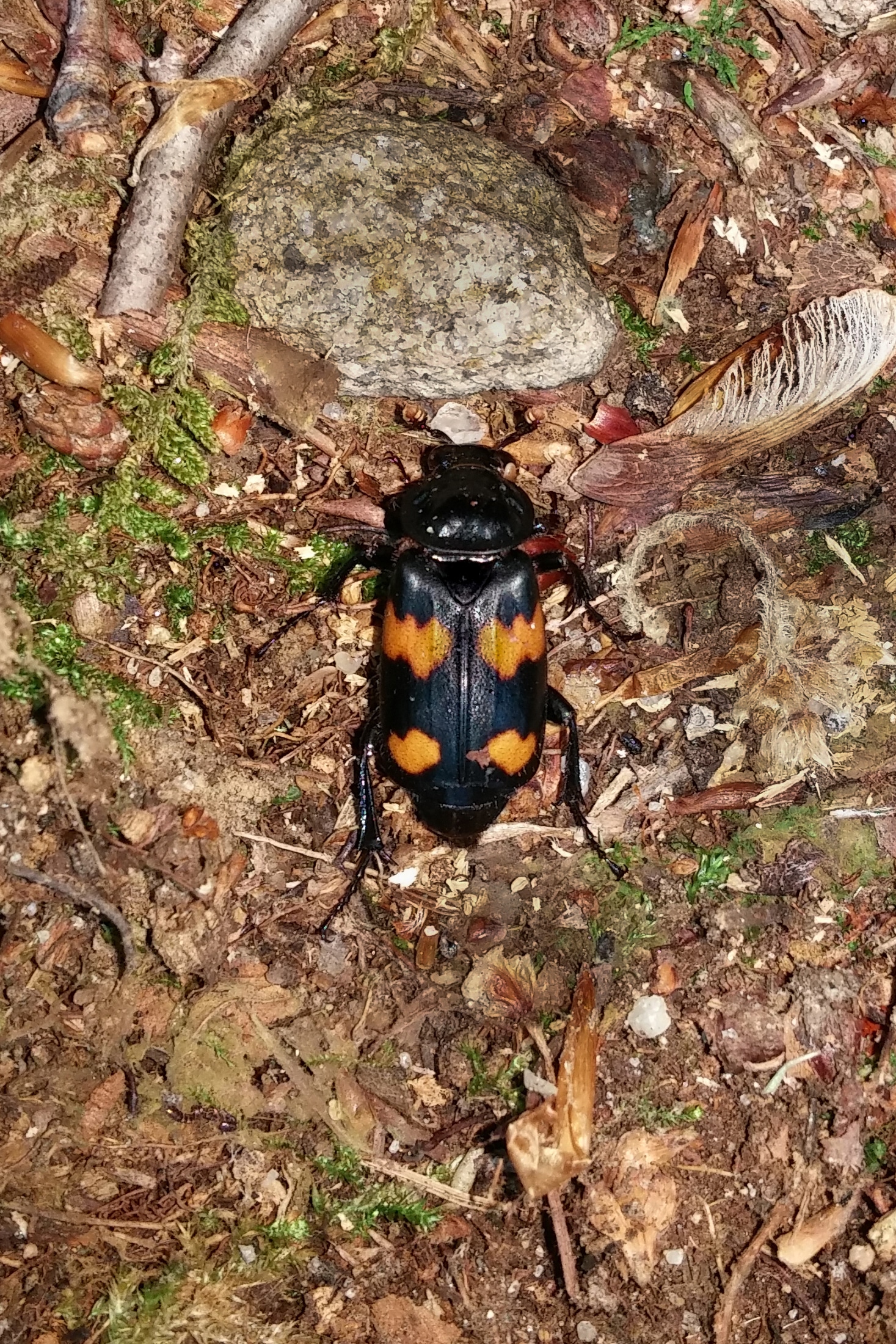 silphidae nicrophorus orbicollis (roundneck sexton beetle)
