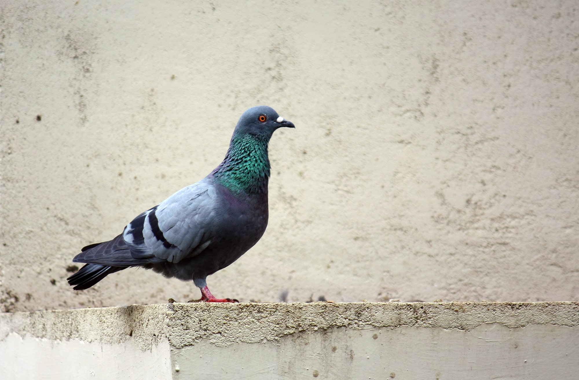 file:rock dove (columba livia) or rock pigeon.jpg file:rock dove (columba livia) or rock pigeon.jpg