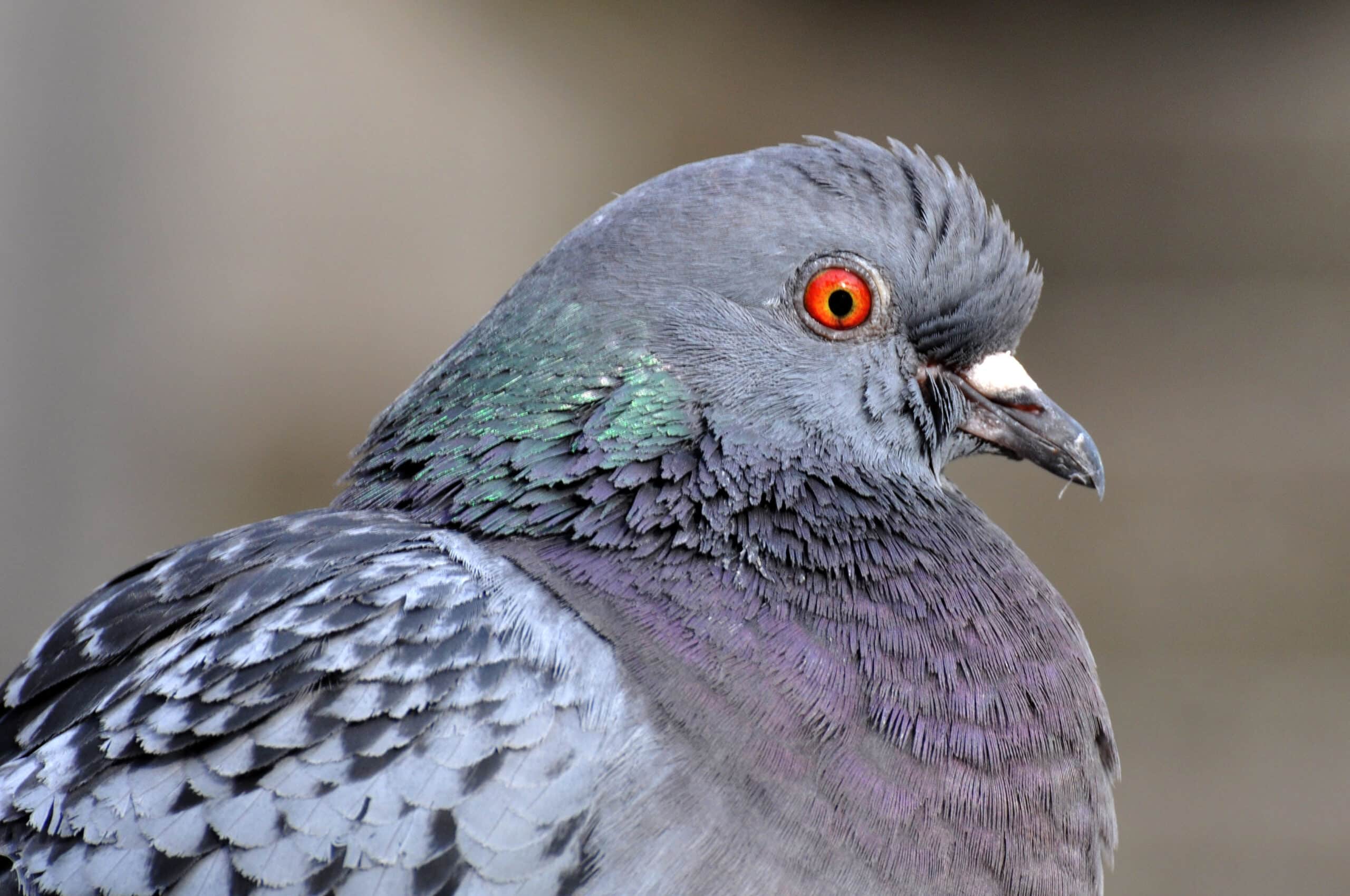 columba livia 1a columba livia 1a