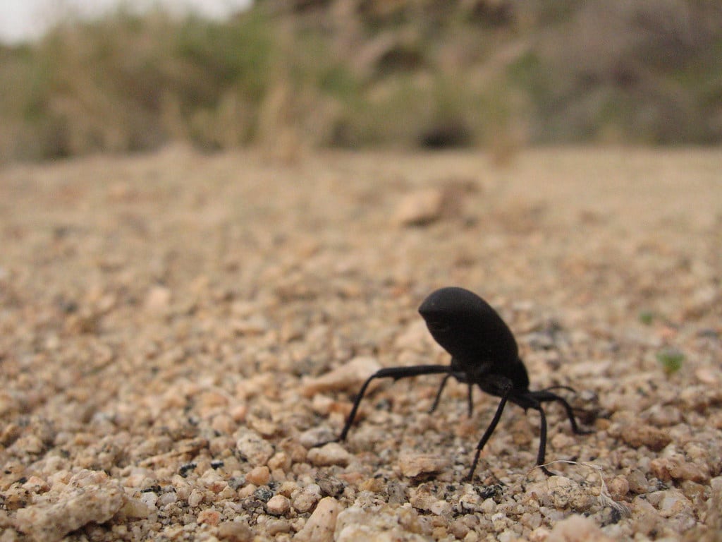 pinacate beetle (eleodes sp.) in quail wash