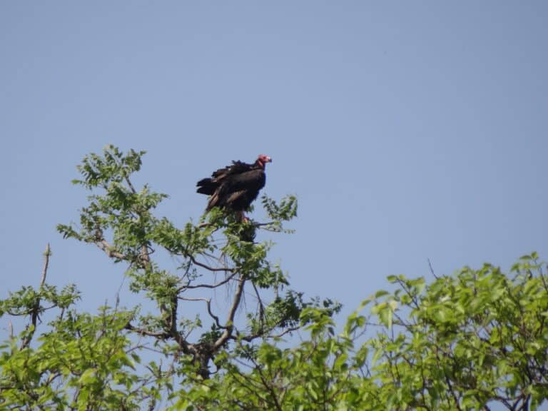 file:red headed vulture sarcogyps calvus dsc05276.jpg