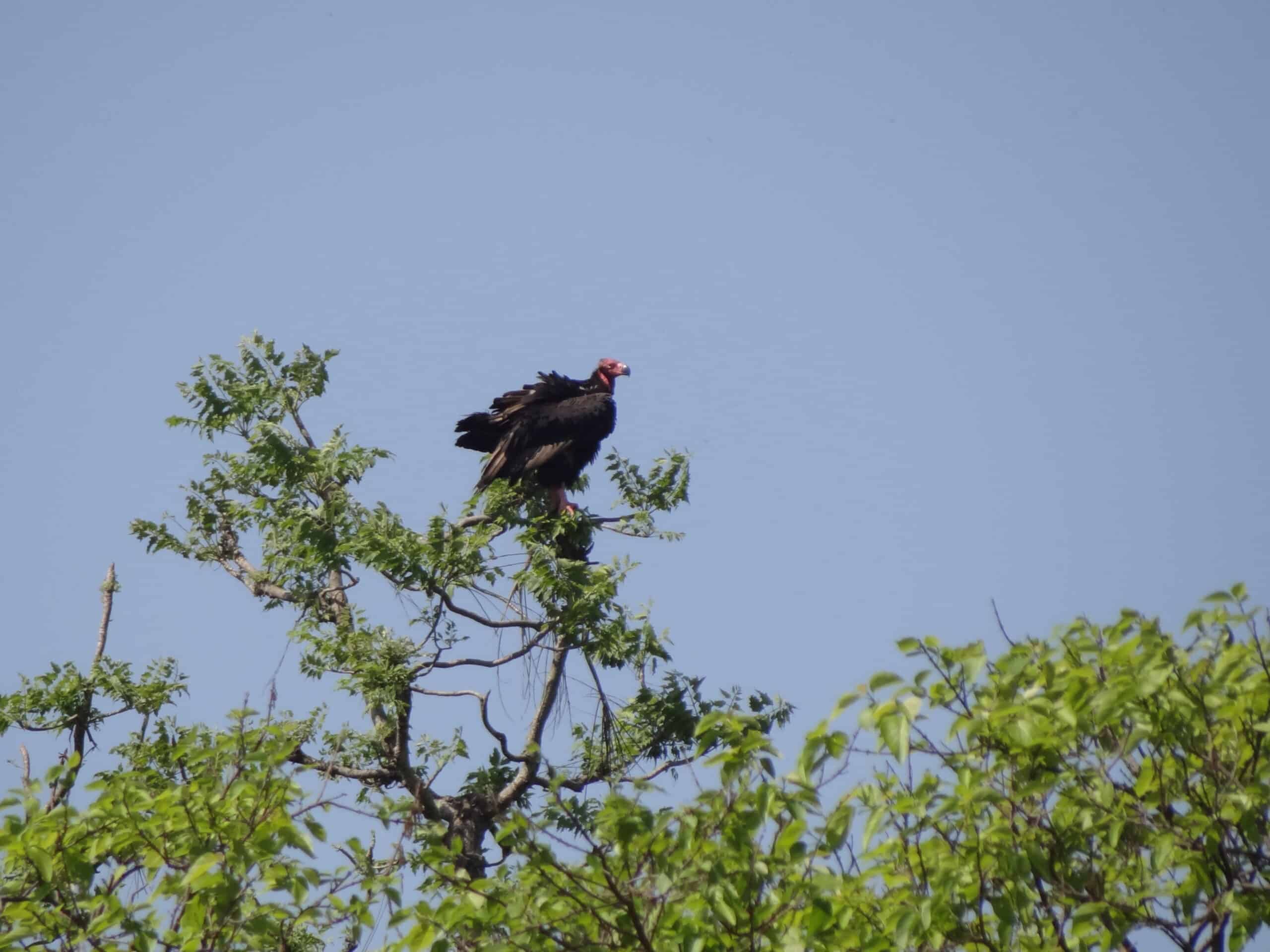 file:red headed vulture sarcogyps calvus dsc05276.jpg