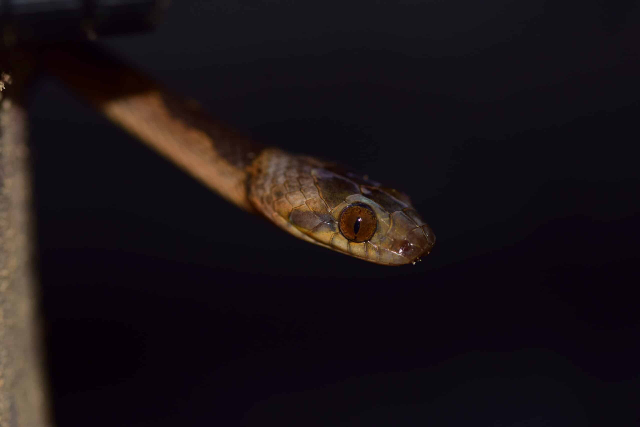 leptodeira annulata retrato leptodeira annulata retrato
