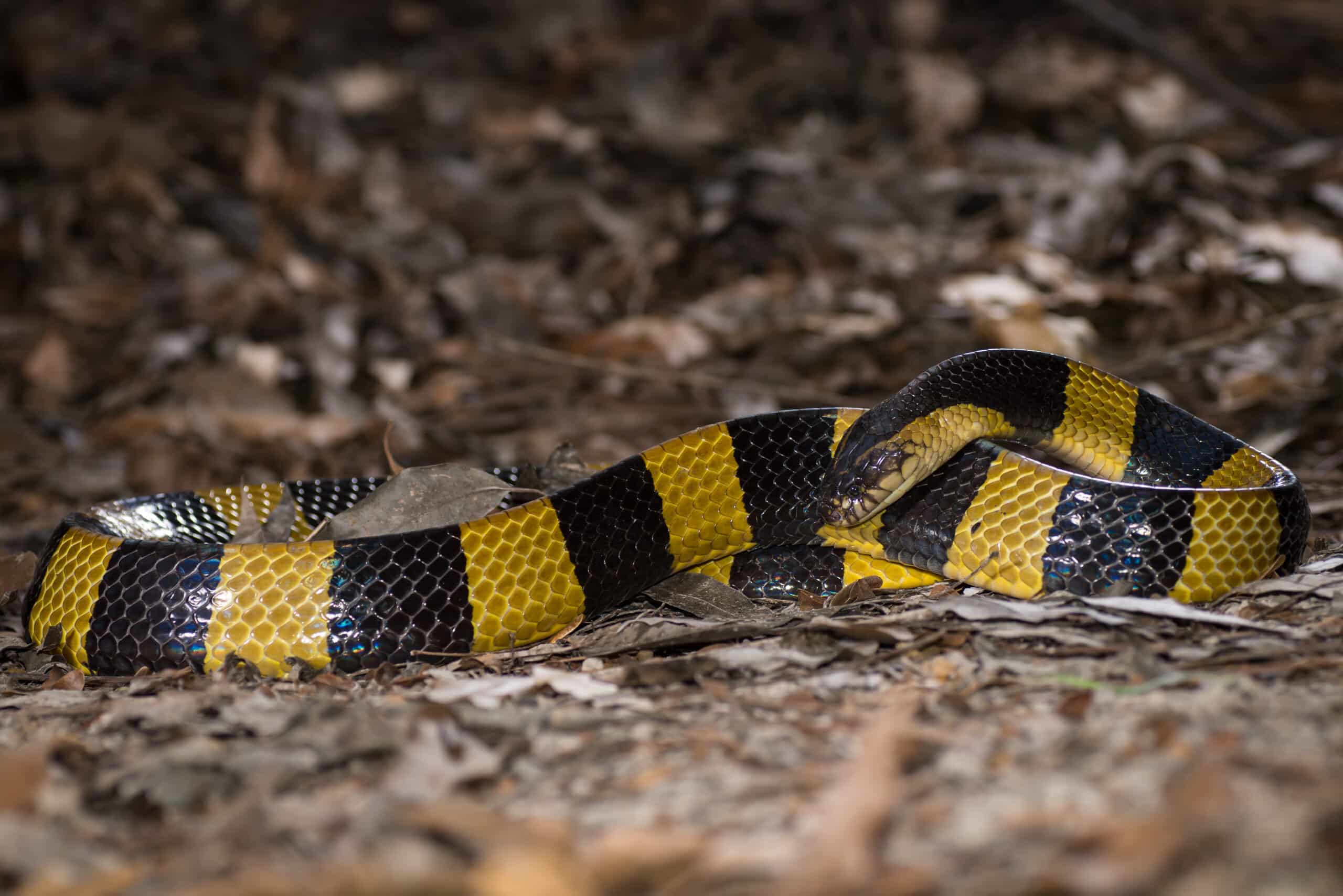 Krait