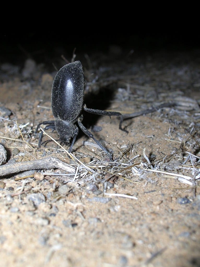 pinacate beetle at camp 4
