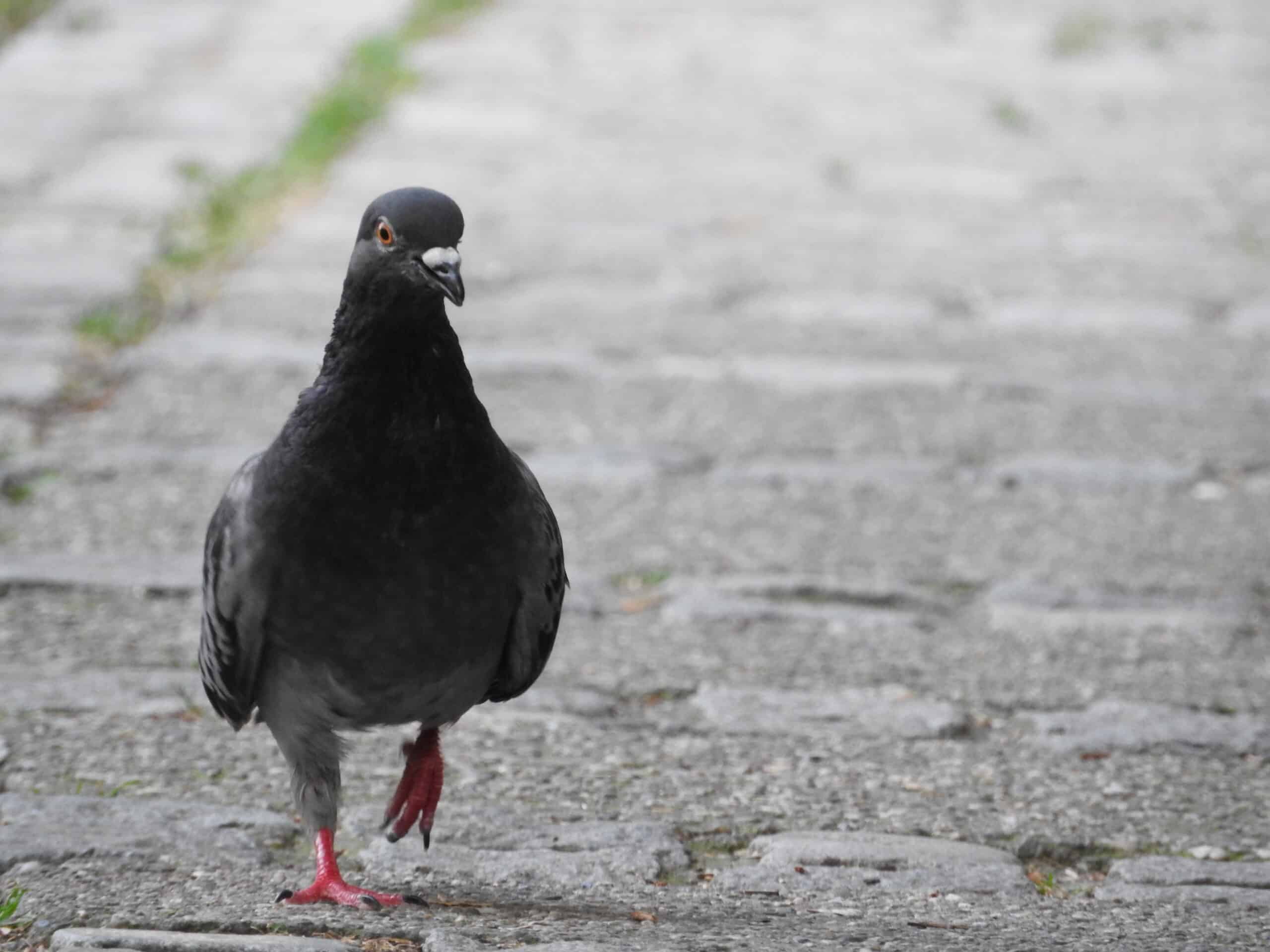 golub columba livia, niš golub columba livia, niš Pigeon