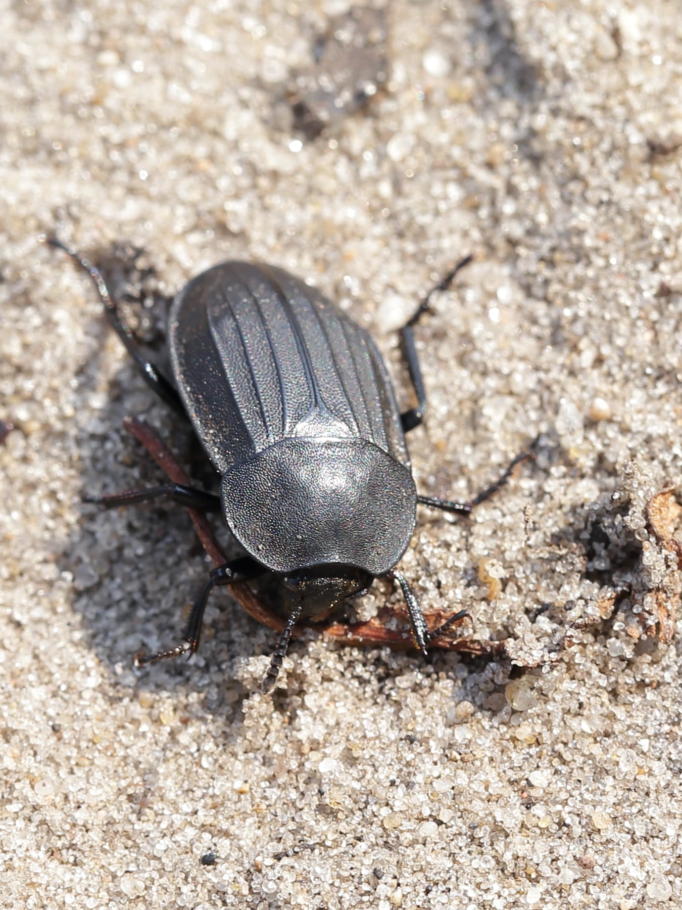 file:silpha tristis (silphidae) (14210821699).jpg