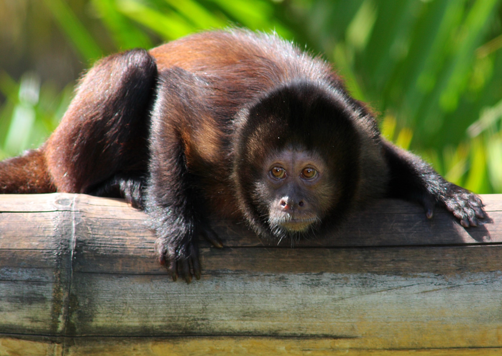 cebus robustus (crested capuchin monkey)