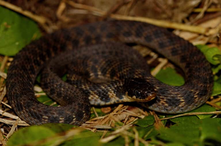 clonophis kirtlandii, vorderansicht clonophis kirtlandii, vorderansicht