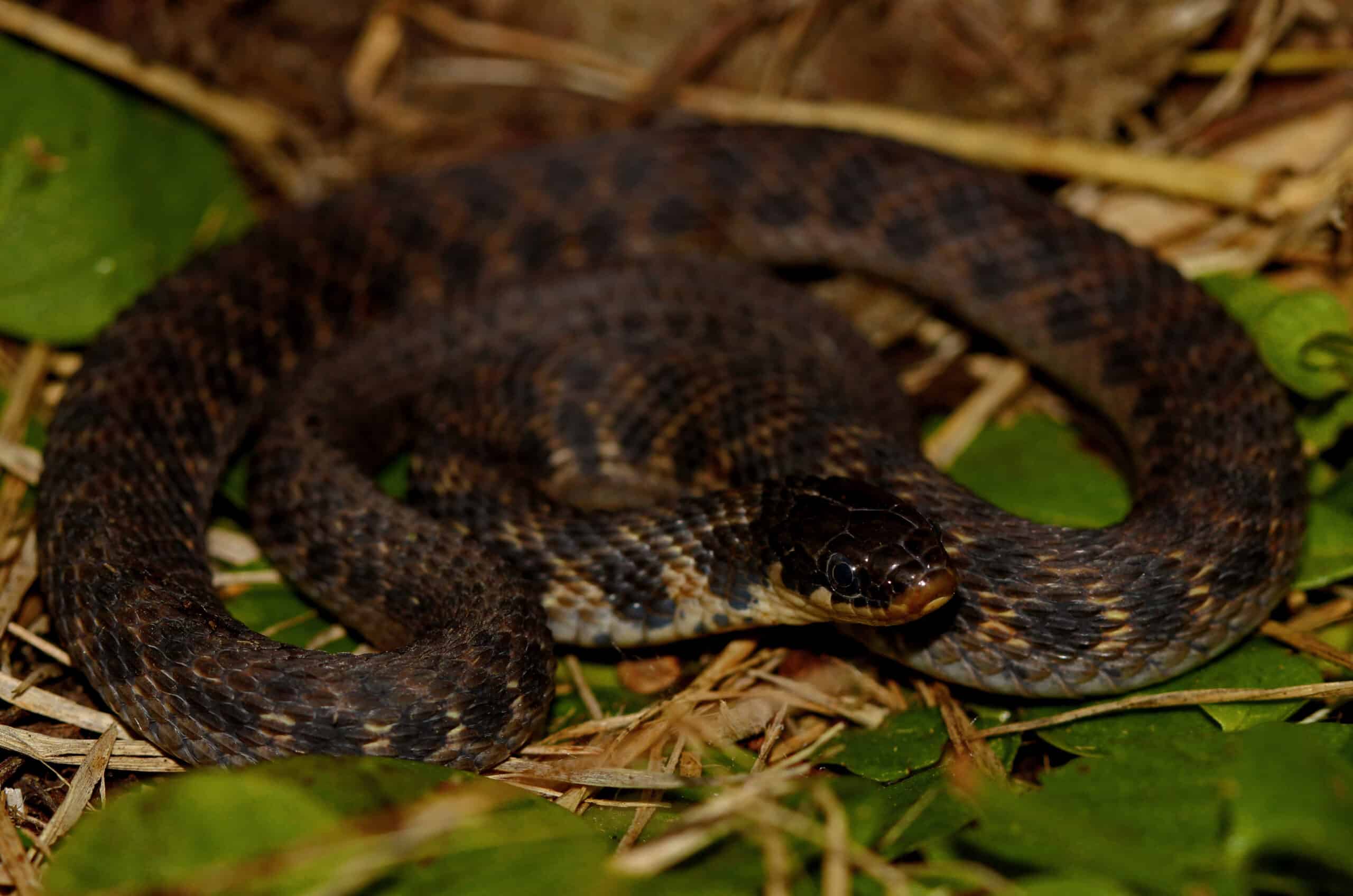 clonophis kirtlandii, vorderansicht clonophis kirtlandii, vorderansicht