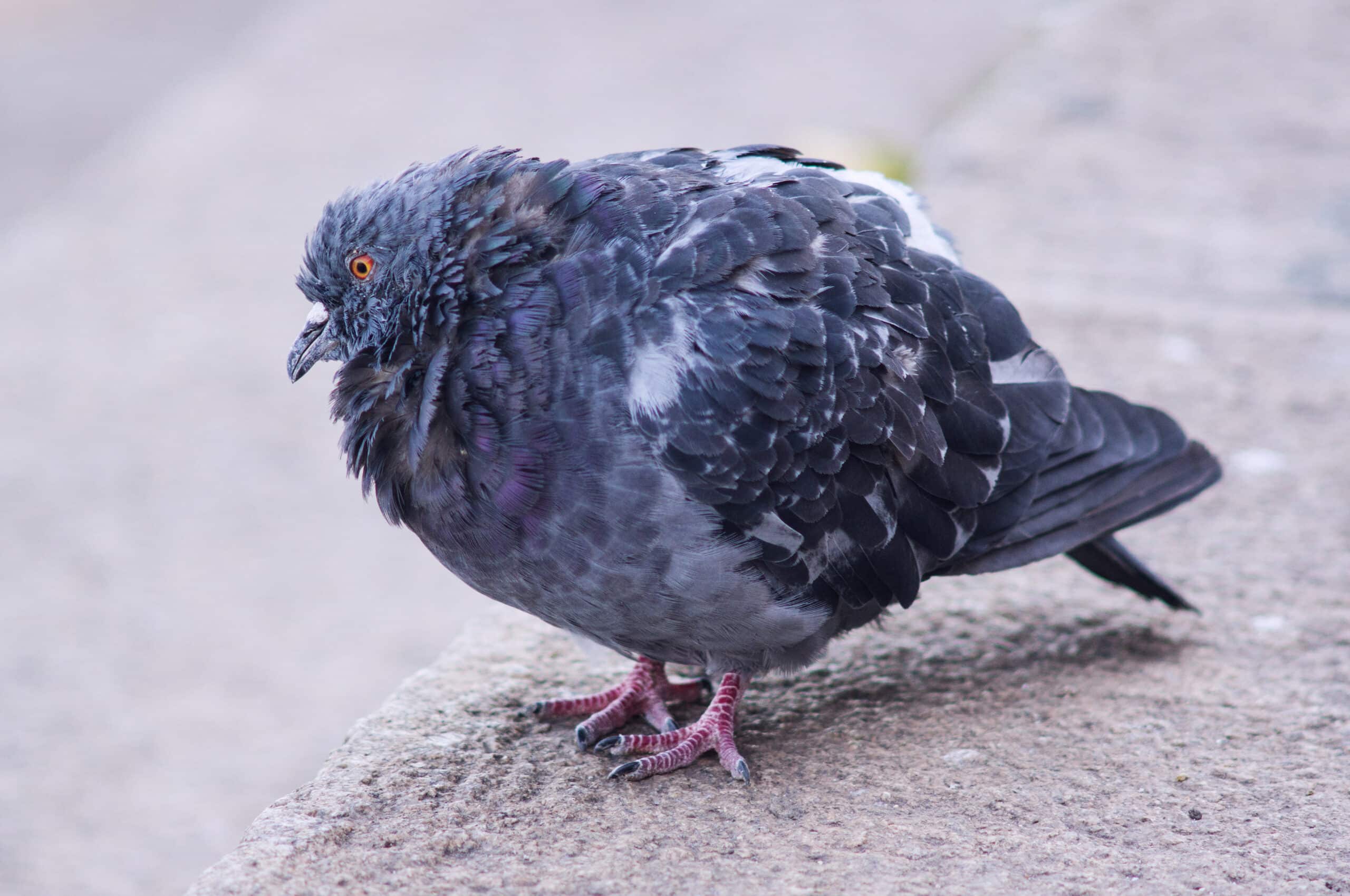 portrait of a sick columba livia portrait of a sick columba livia