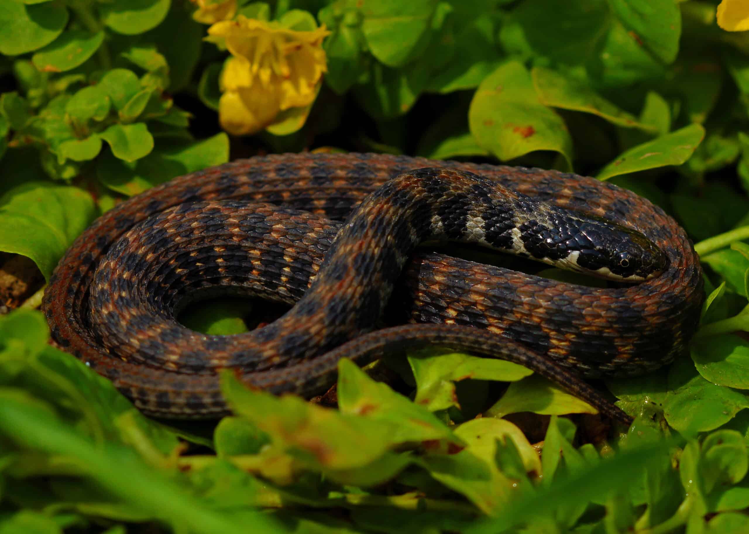 kirtland’s snake (clonophis kirtlandii) (28650646388) kirtland’s snake (clonophis kirtlandii) (28650646388) Kirtland’s Snake