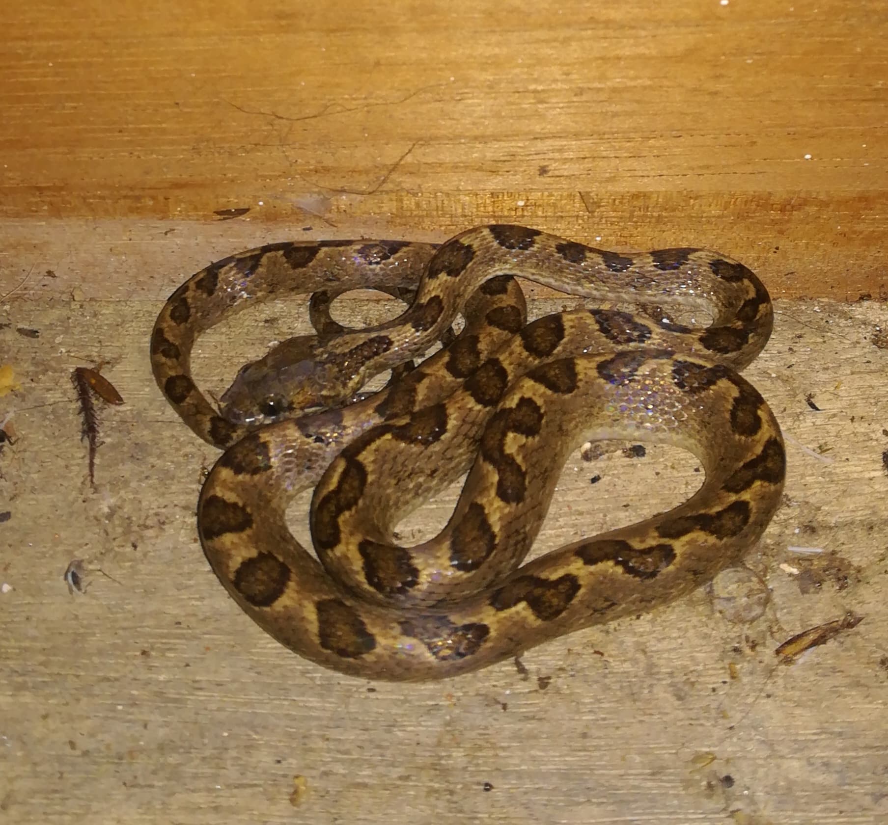 leptodeira annulata ssp. ashmeadii leptodeira annulata ssp. ashmeadii