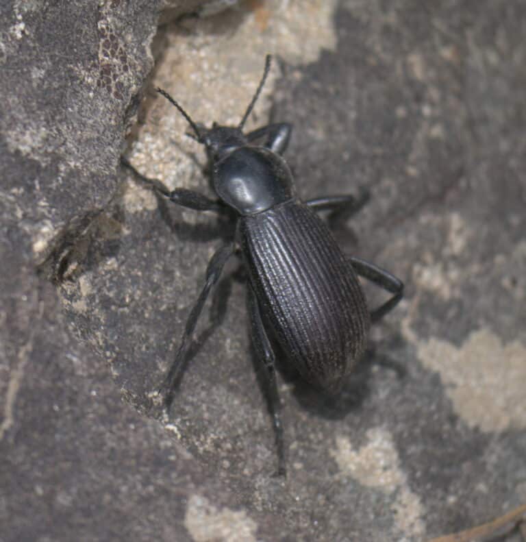 eleodes obscurus p1050188a