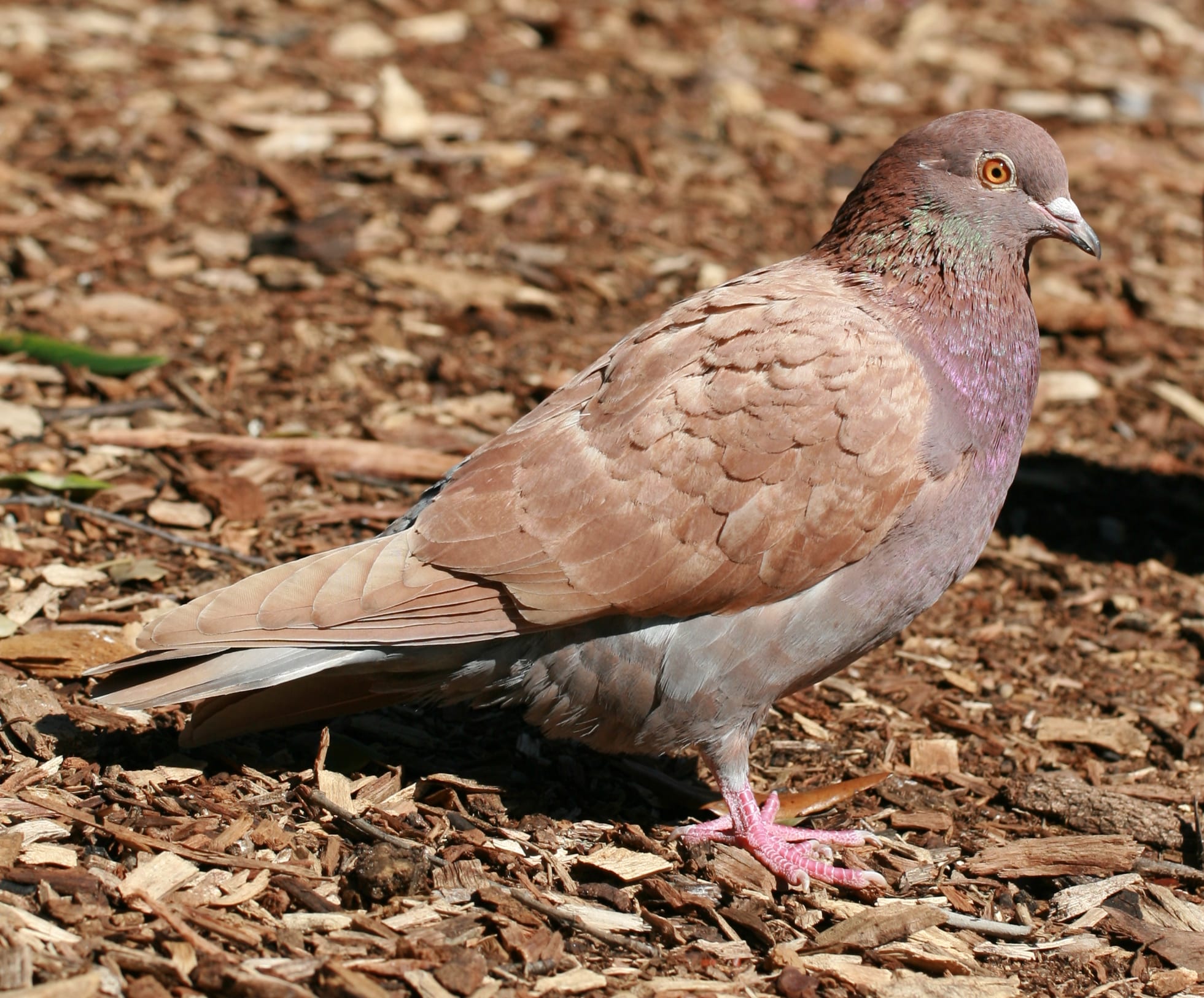 red columba livia red columba livia