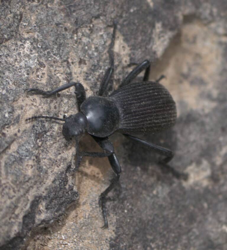 eleodes obscurus p1050190a