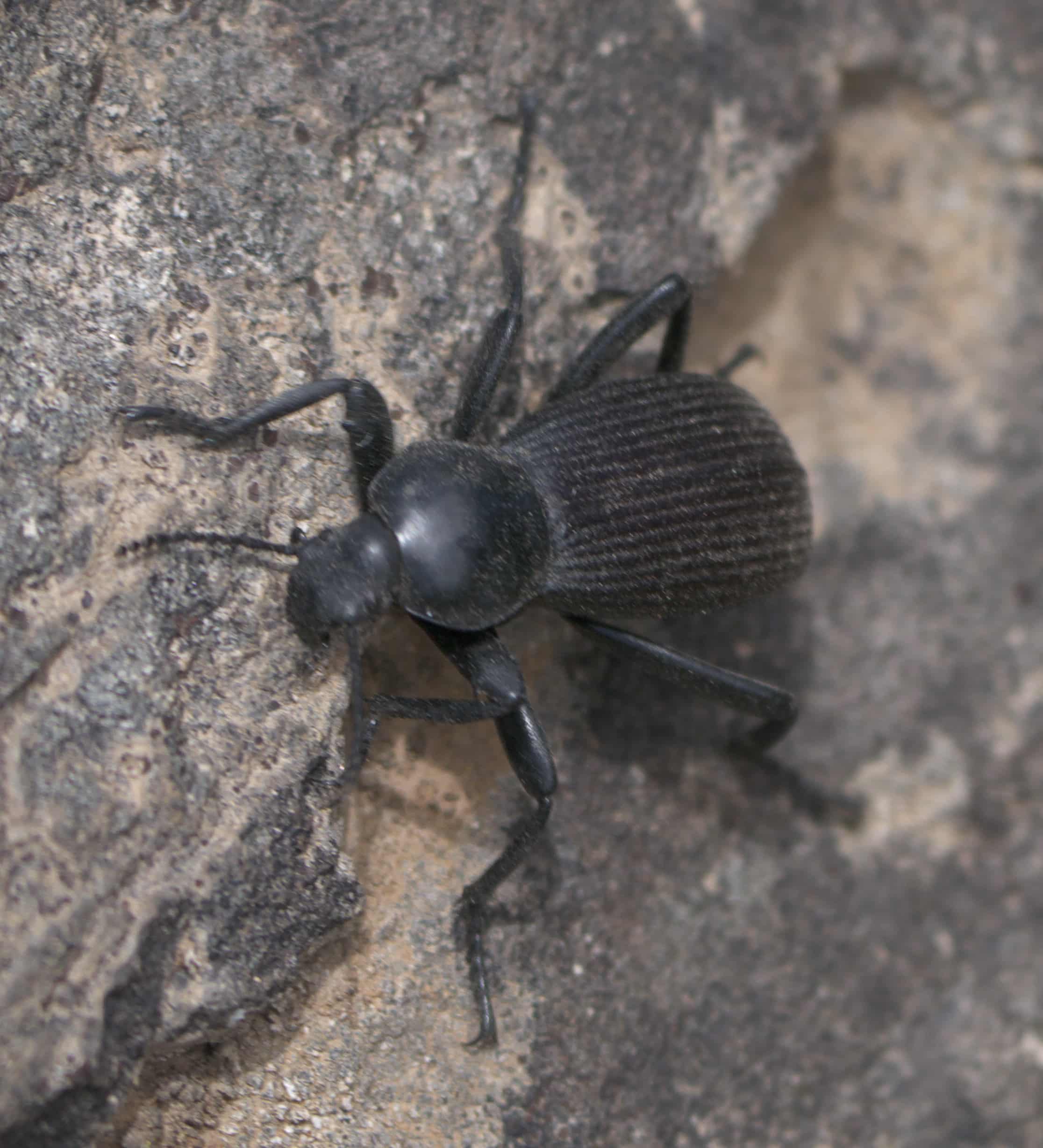 eleodes obscurus p1050190a
