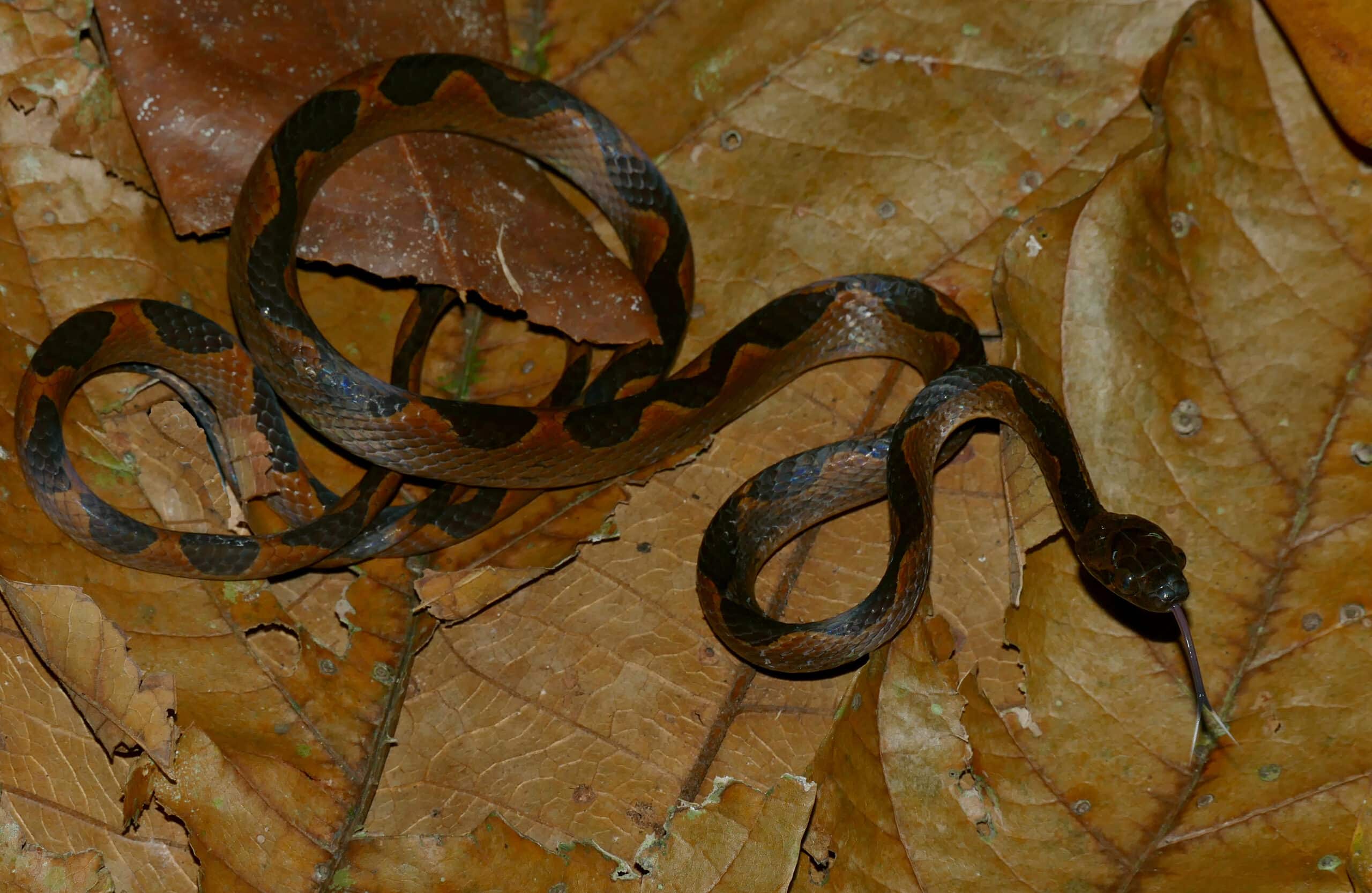 file:banded cat eyed snake (leptodeira annulata) (26785836919).jpg file:banded cat eyed snake (leptodeira annulata) (26785836919).jpg