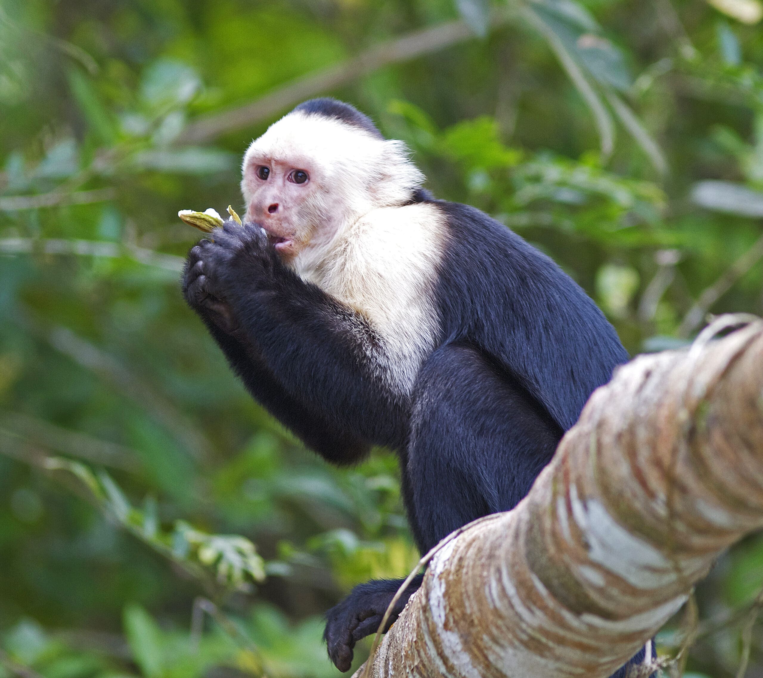 white faced capuchin