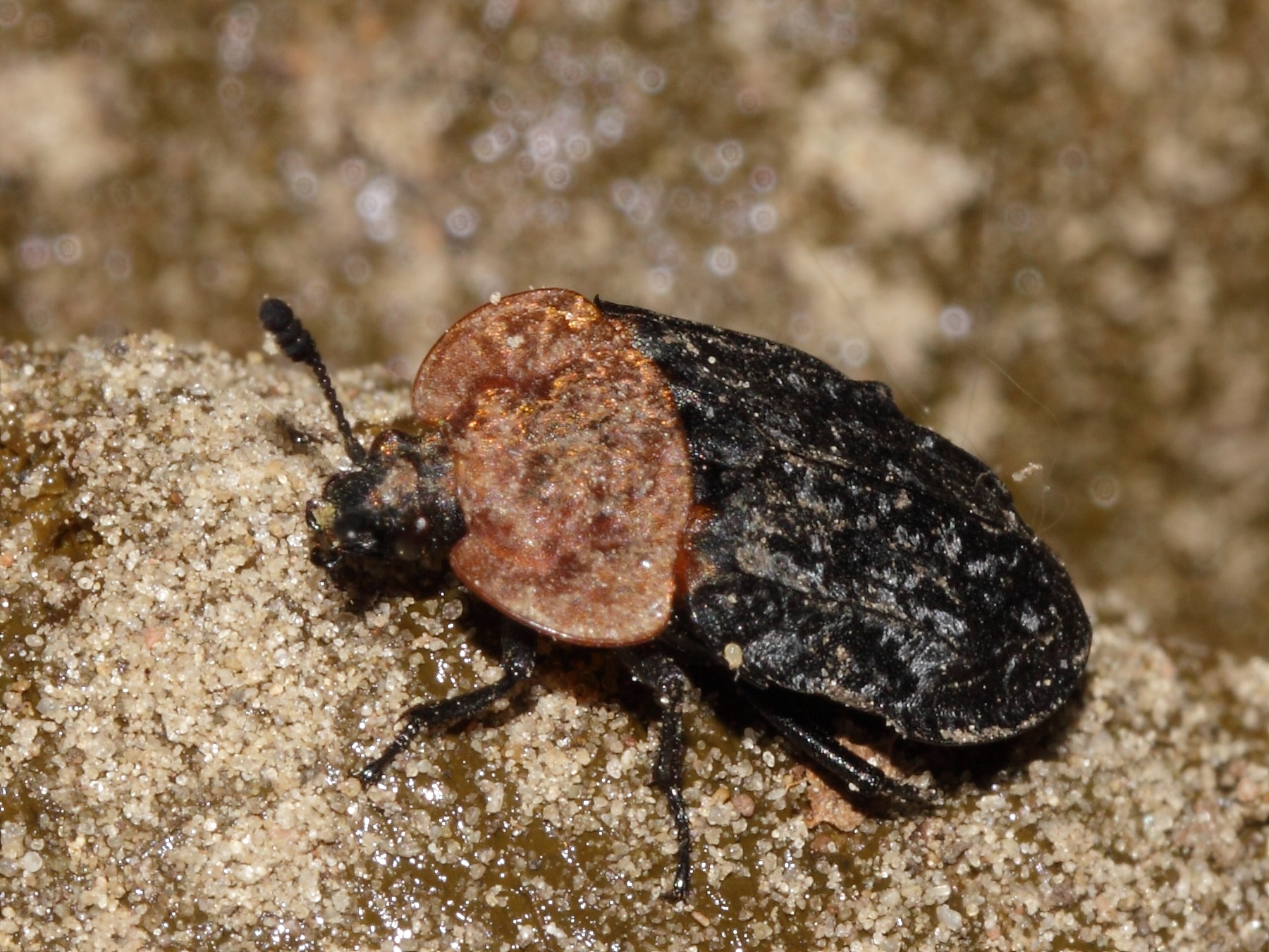 file:oiceoptoma thoracicum (silphidae) (10105564756).jpg