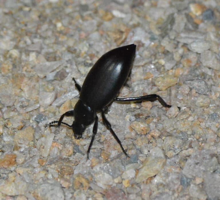 pinacate beetle