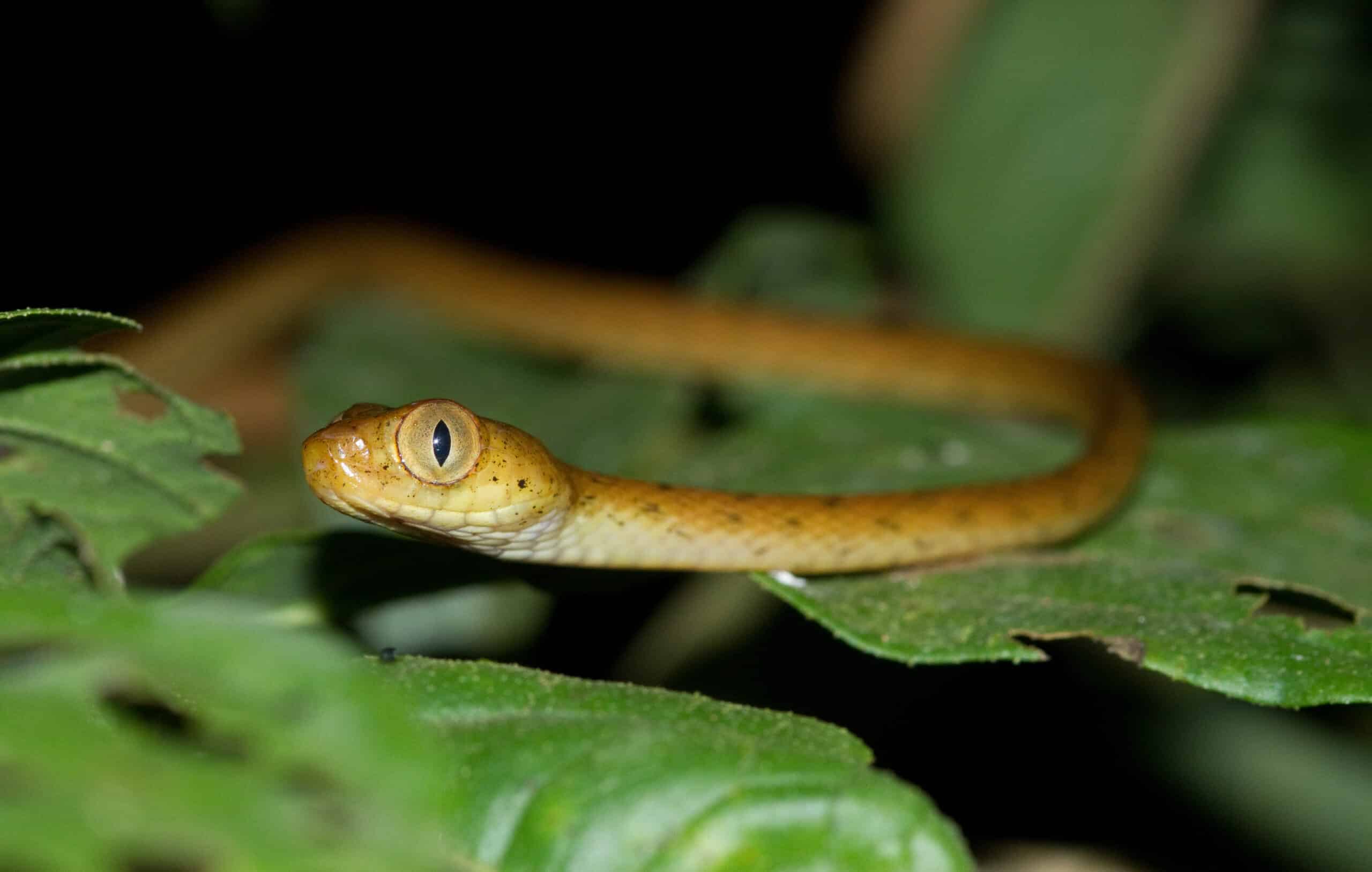 file:leptodeira annulata.jpg file:leptodeira annulata.jpg Cat-Eyed Snake