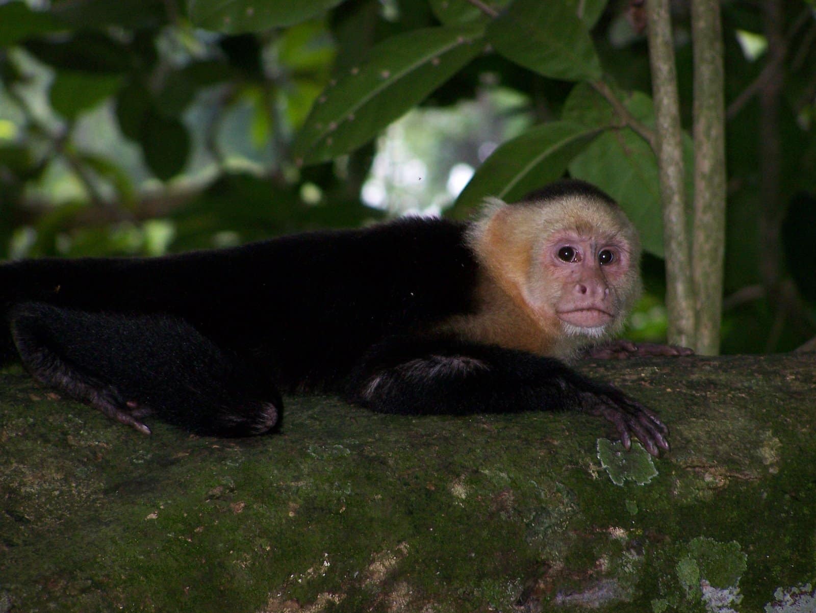 white faced capuchin 1