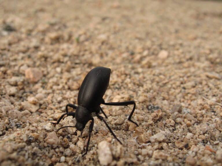 pinacate beetle (eleodes sp.) in quail wash