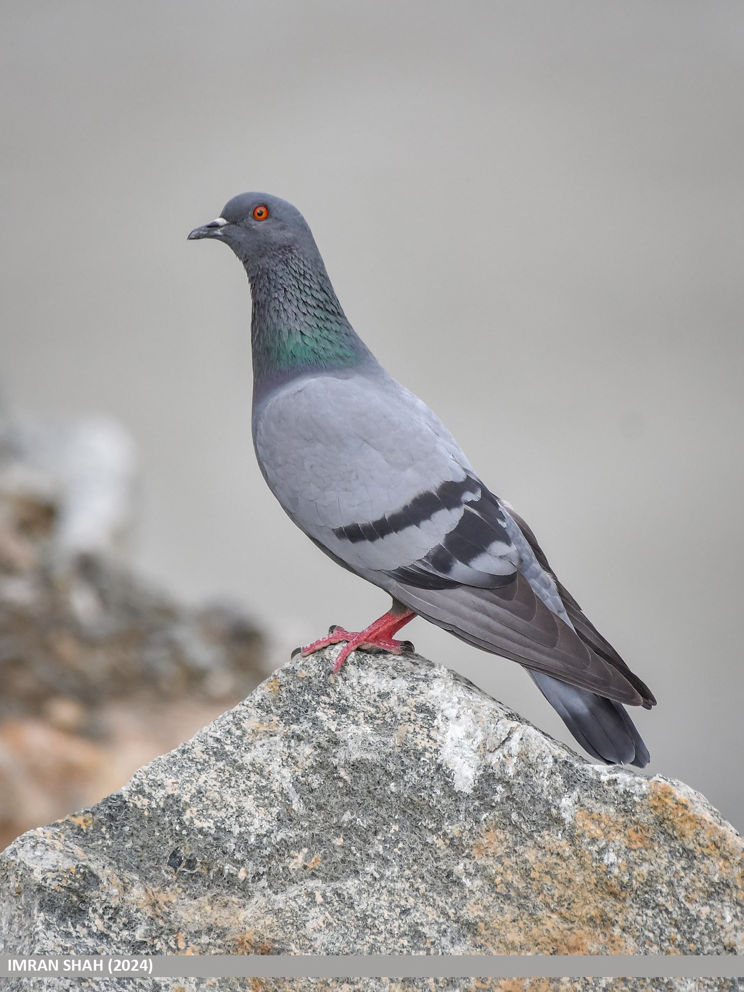 rock dove (columba livia), raikot, diamer, gilgit baltistan, pakistan (53928392228) rock dove (columba livia), raikot, diamer, gilgit baltistan, pakistan (53928392228)