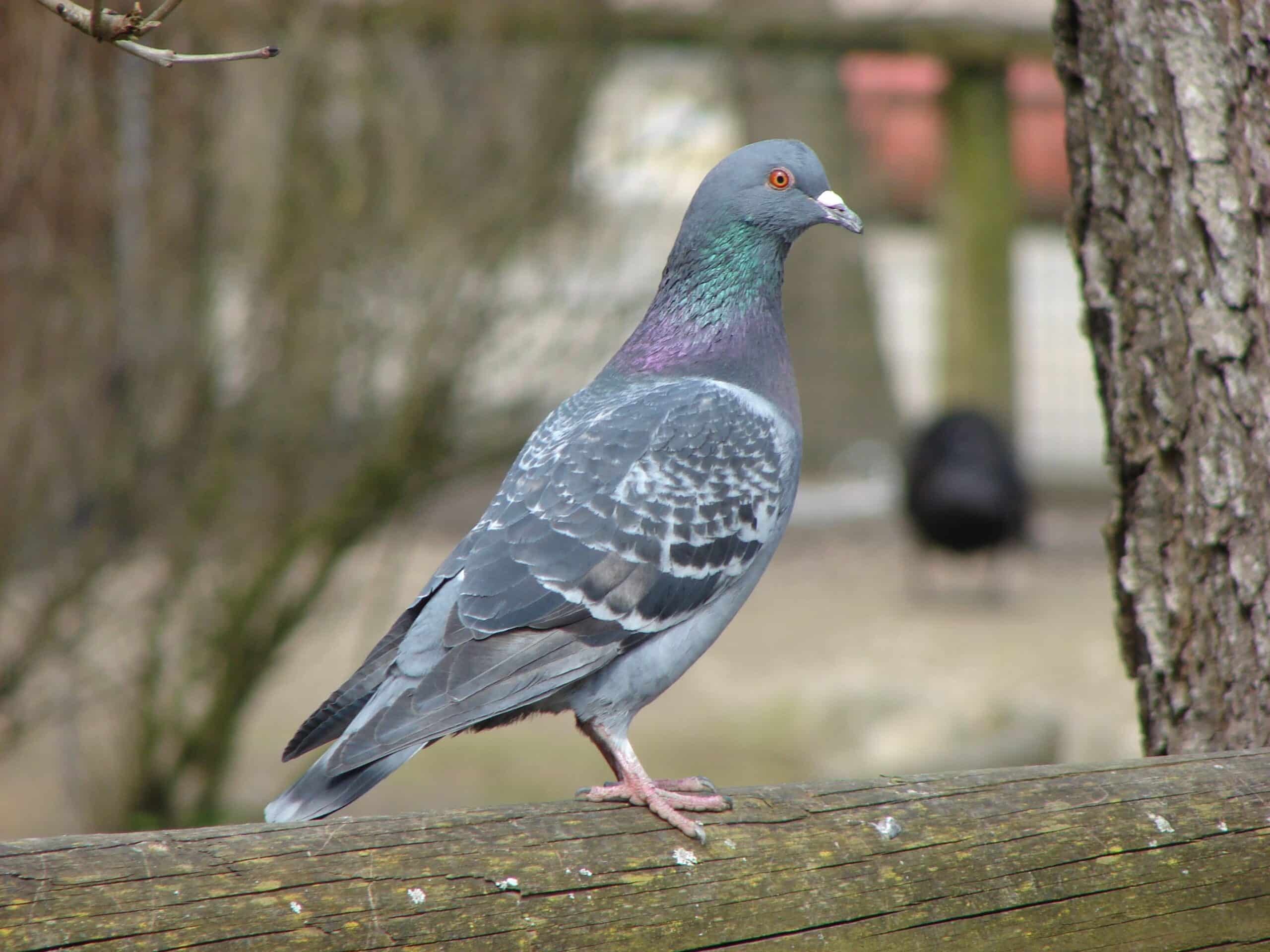 columba livia 02 columba livia 02
