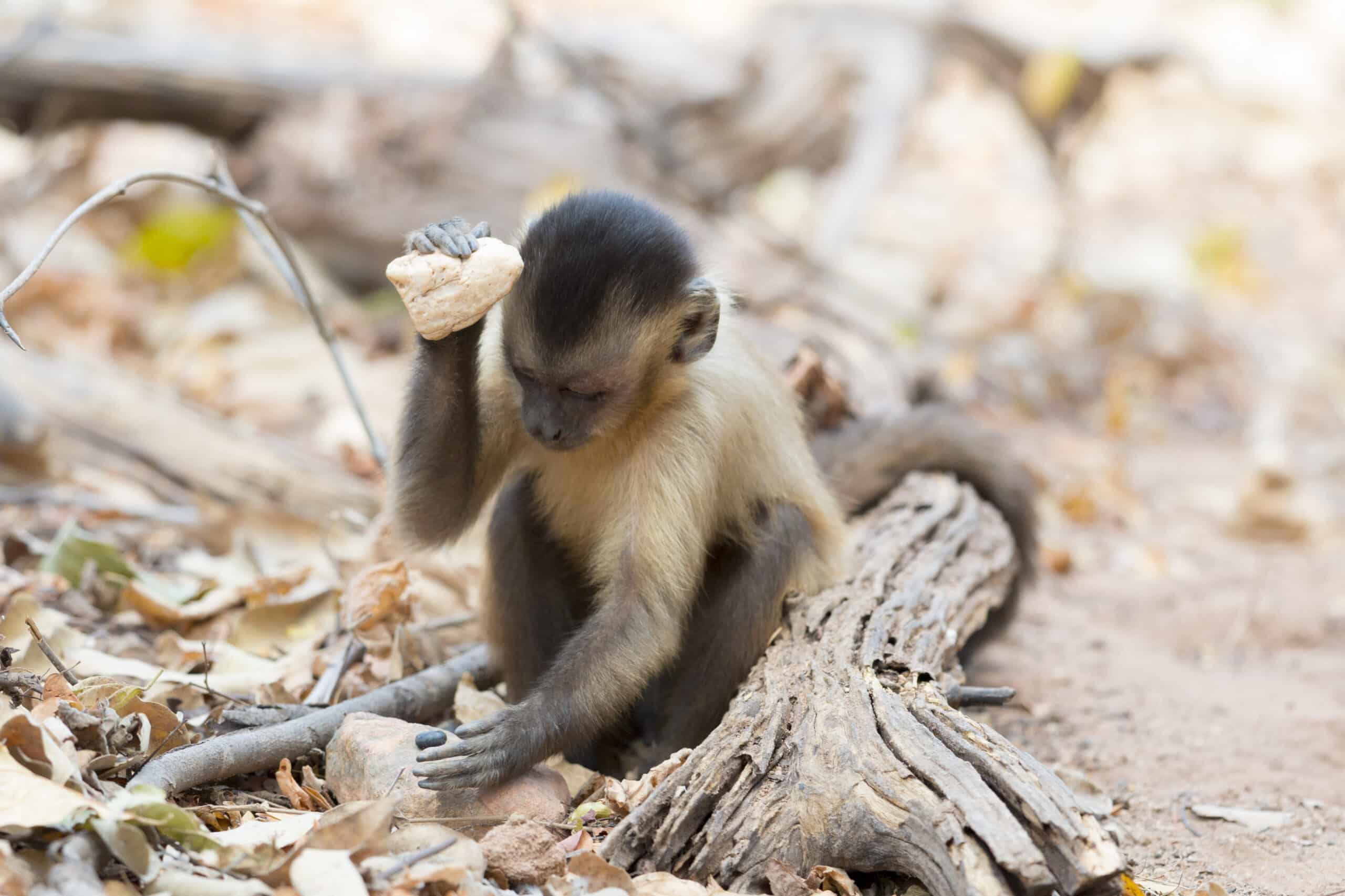 stone tool use by a capuchin monkey