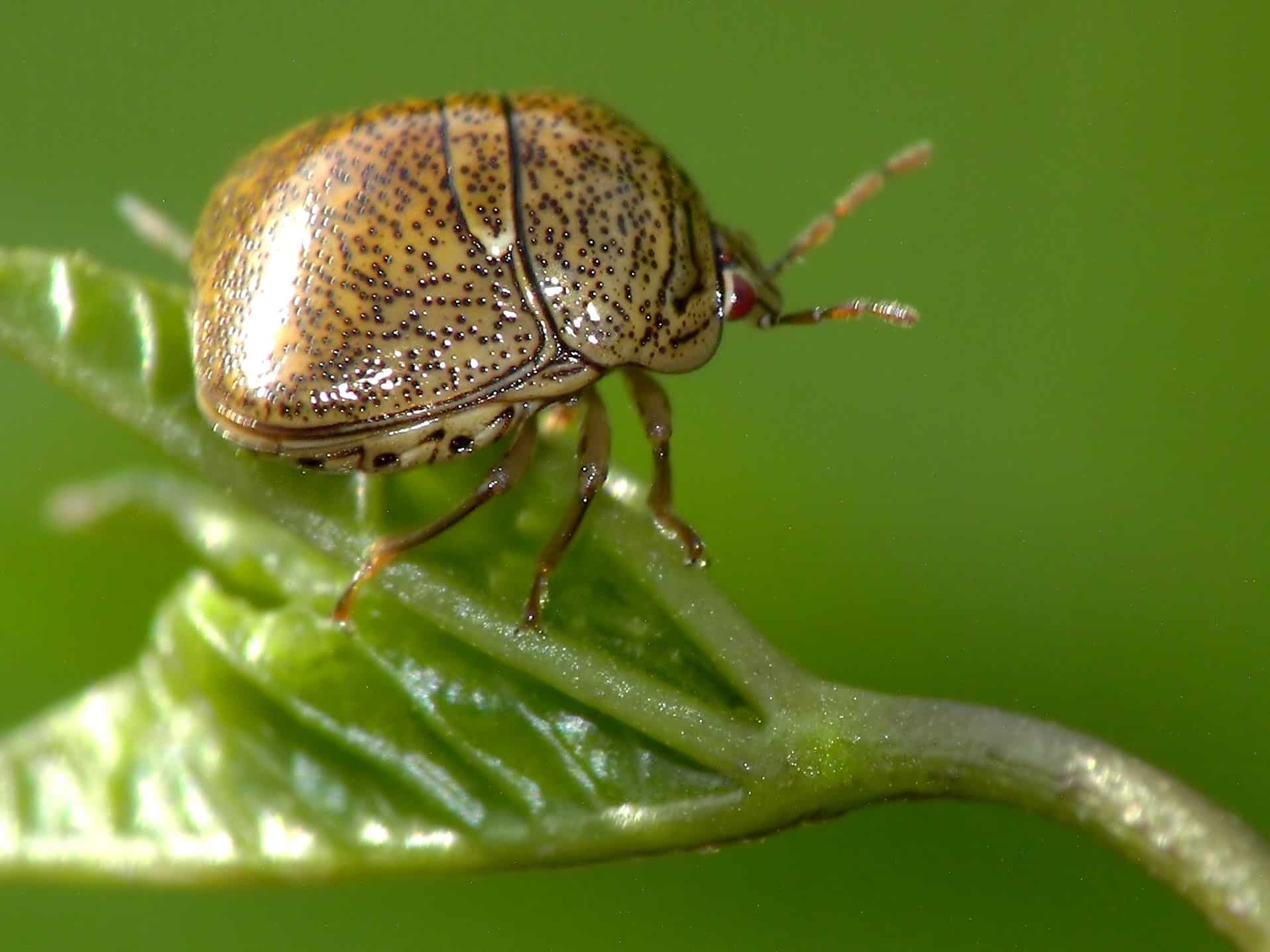 Kudzu Bug