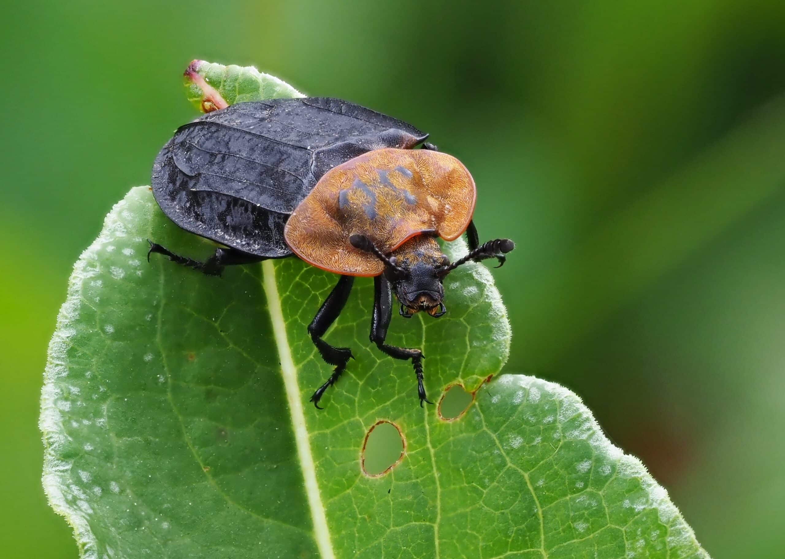 oiceoptoma thoracicum (silphidae), kräbach bei elsenborn, osbelgien (47931771161)  Carrion Beetle