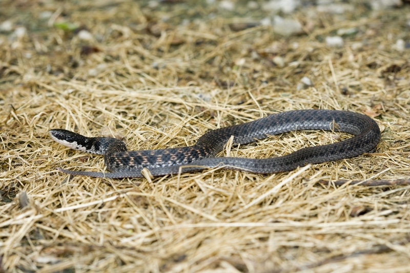 kirtland’s snake kirtland’s snake