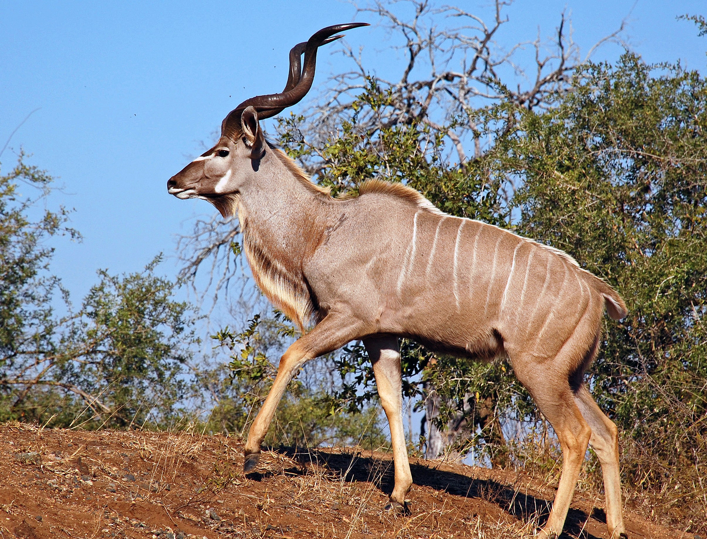 Kudu