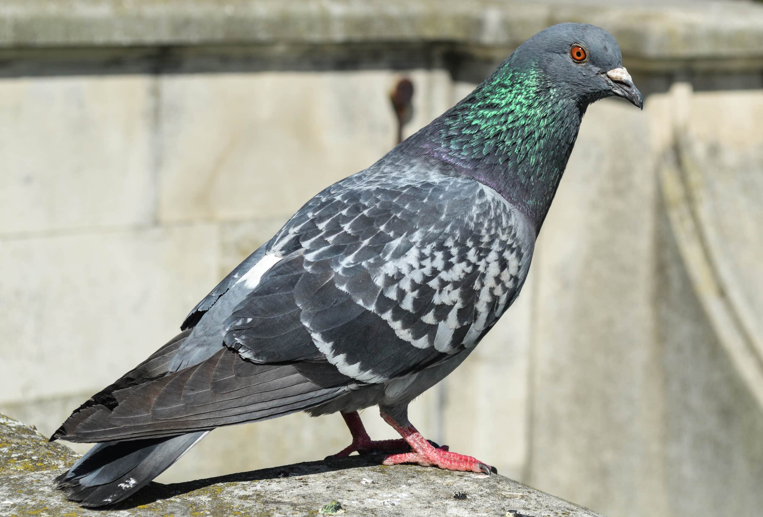 feral pigeon (columba livia domestica), 2017 05 27 feral pigeon (columba livia domestica), 2017 05 27